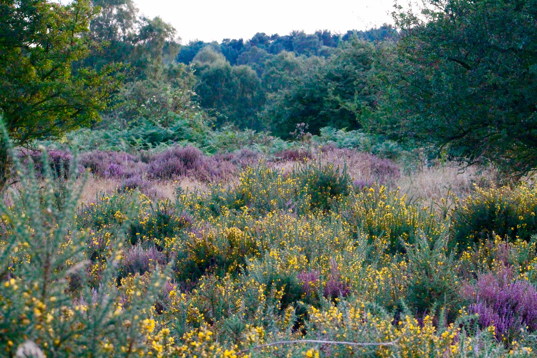 Canon EF75-300mm f/4-5.6 sample photo. Beautiful lush gorse, heather & fern meadow on the edge of cannock chase photography