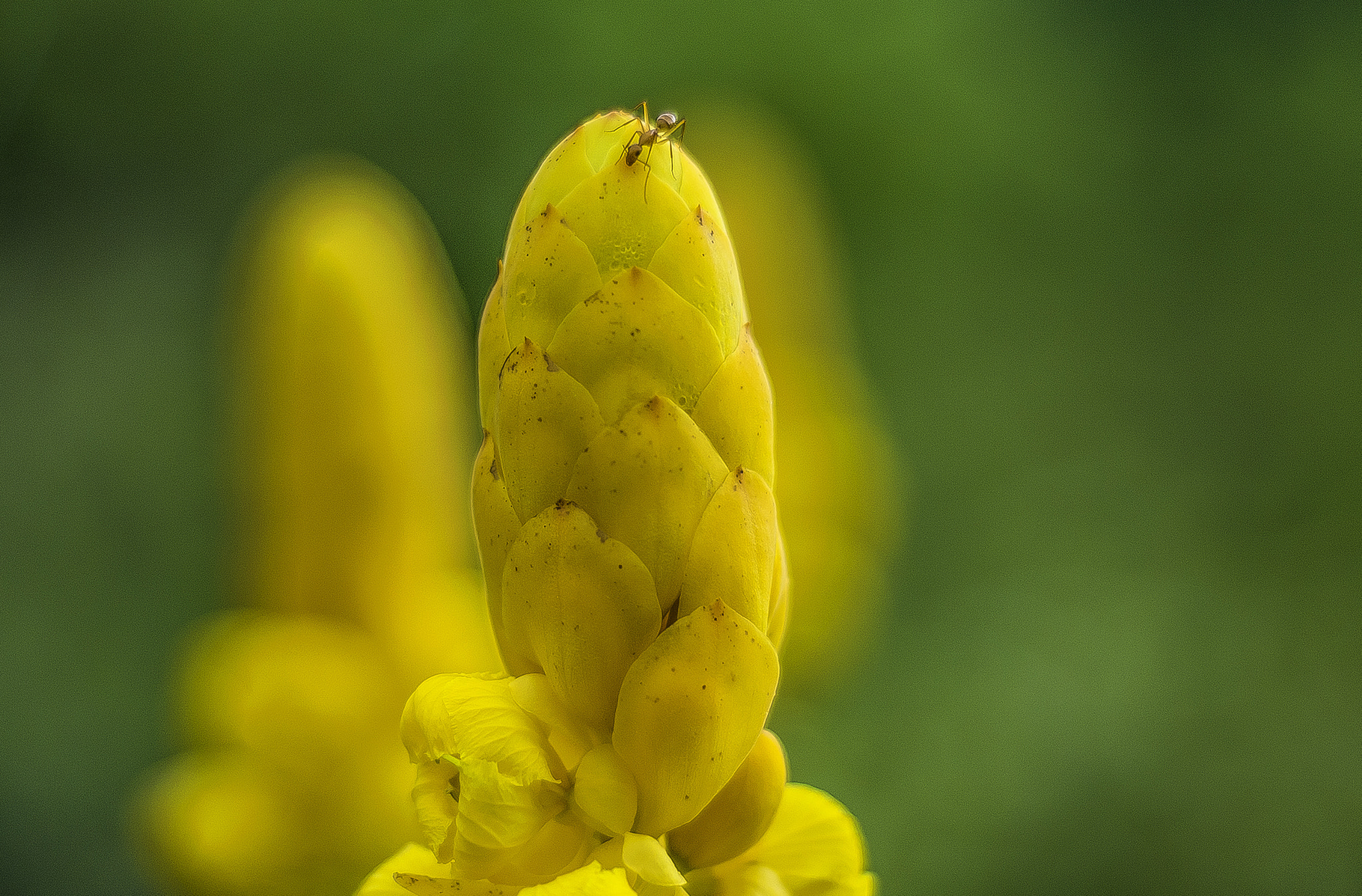 Nikon D300 + AF Nikkor 50mm f/1.8 sample photo. Yellow flower photography