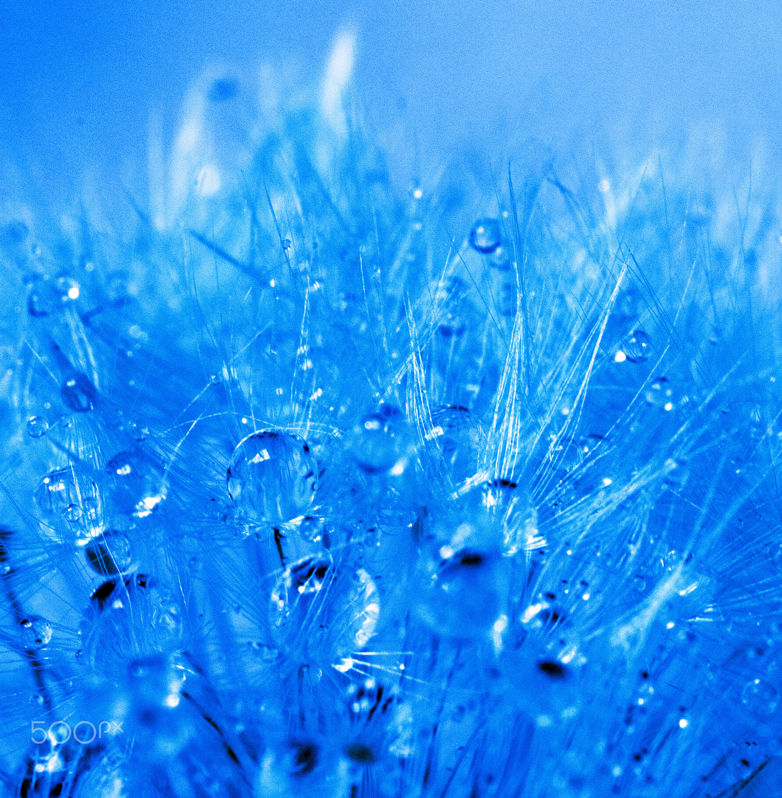 MACRO 50mm F2.8 sample photo. Blue abstract photography