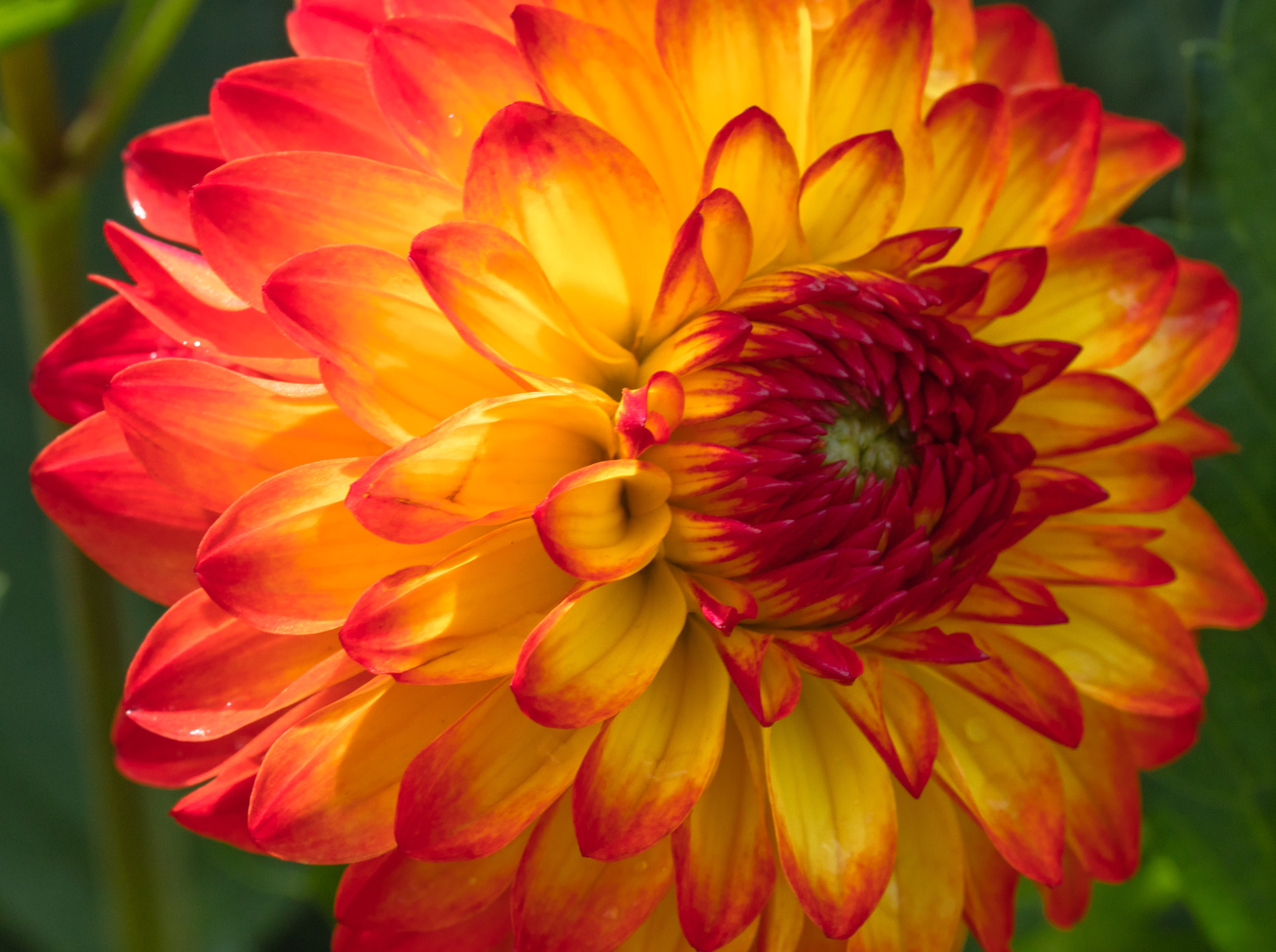 Sigma 105mm F2.8 EX DG OS HSM sample photo. Yellow-orange dahlia photography