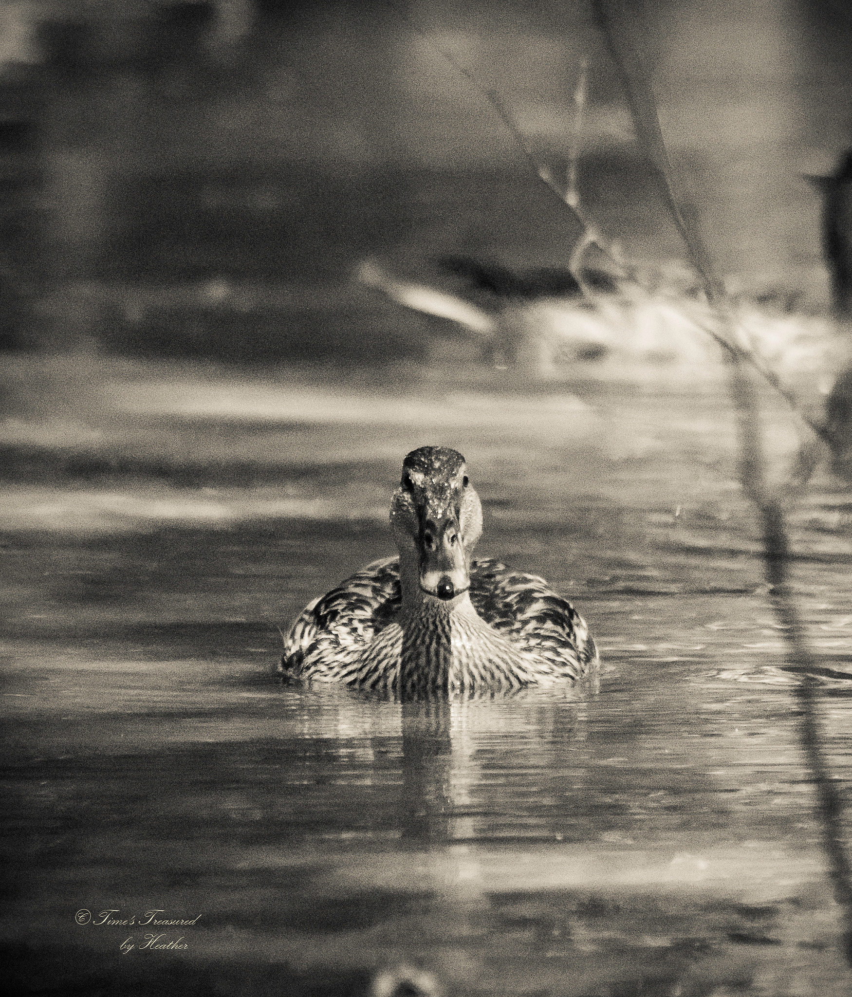 Canon EF 75-300mm f/4-5.6 USM sample photo. Just me... and the duck. yadkin river.  wilkesboro north carolina. photography