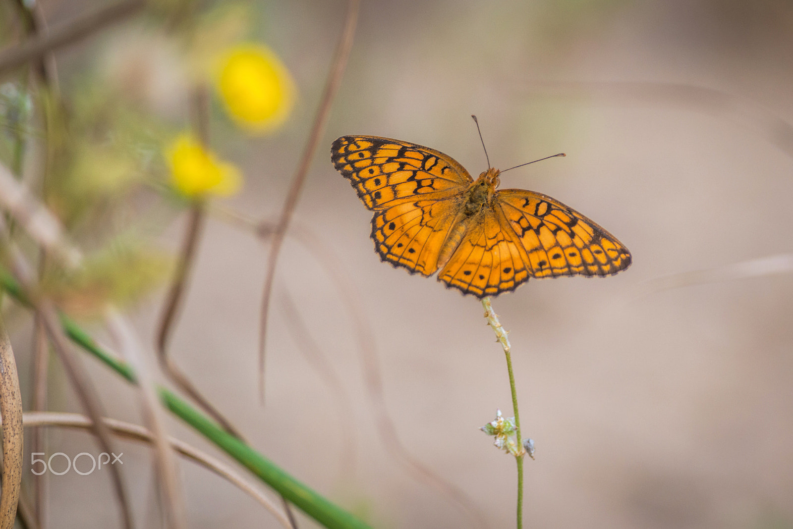 Nikon D800E + Nikon AF-S Nikkor 300mm F4D ED-IF sample photo. Variegated fritillary photography