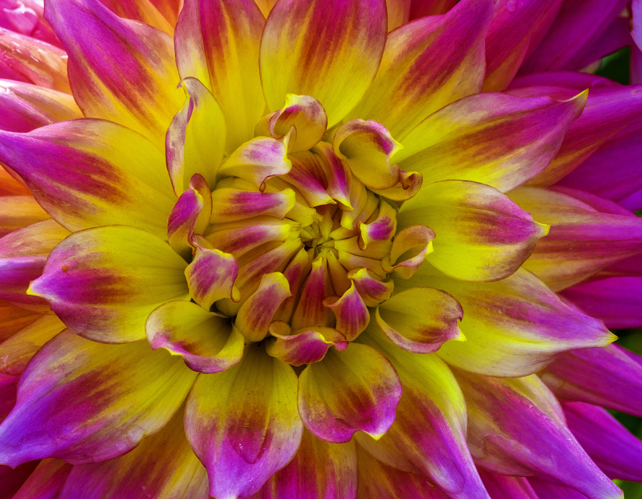 Sigma 105mm F2.8 EX DG OS HSM sample photo. Dahlia central photography