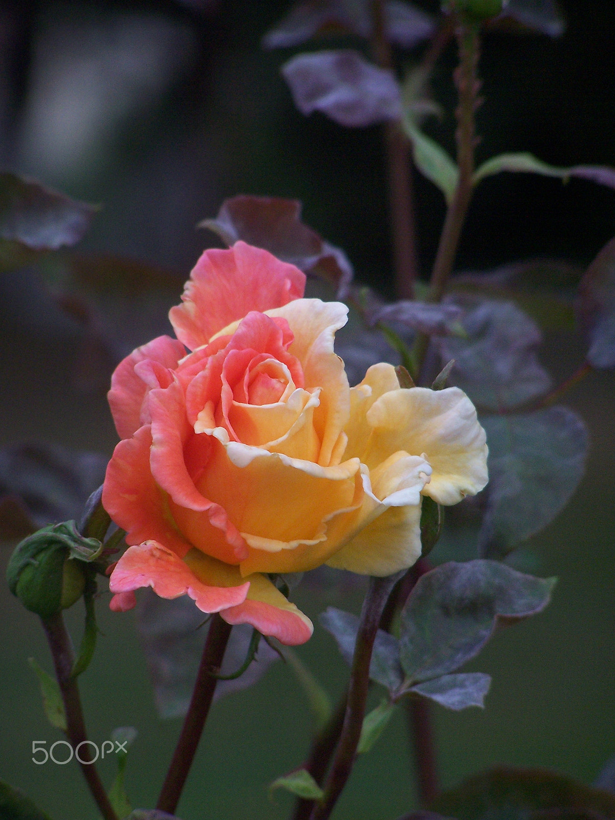 Kodak DX7590 ZOOM DIGITAL CAMERA sample photo. Beautiful rose photography
