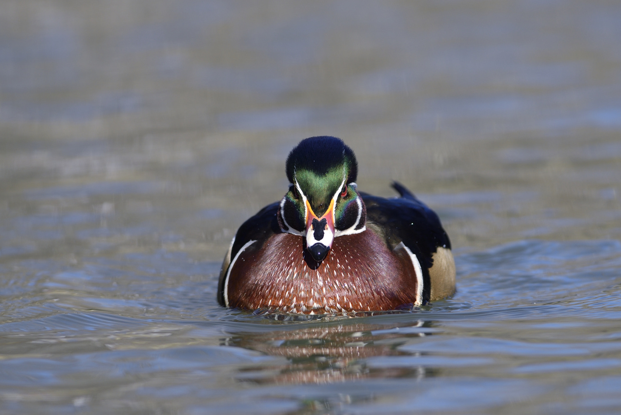 Nikon AF-S Nikkor 300mm F2.8G ED-IF VR sample photo. Wood duck photography