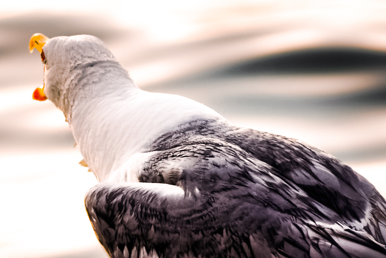 Nikon D200 sample photo. Ultimate howl photography