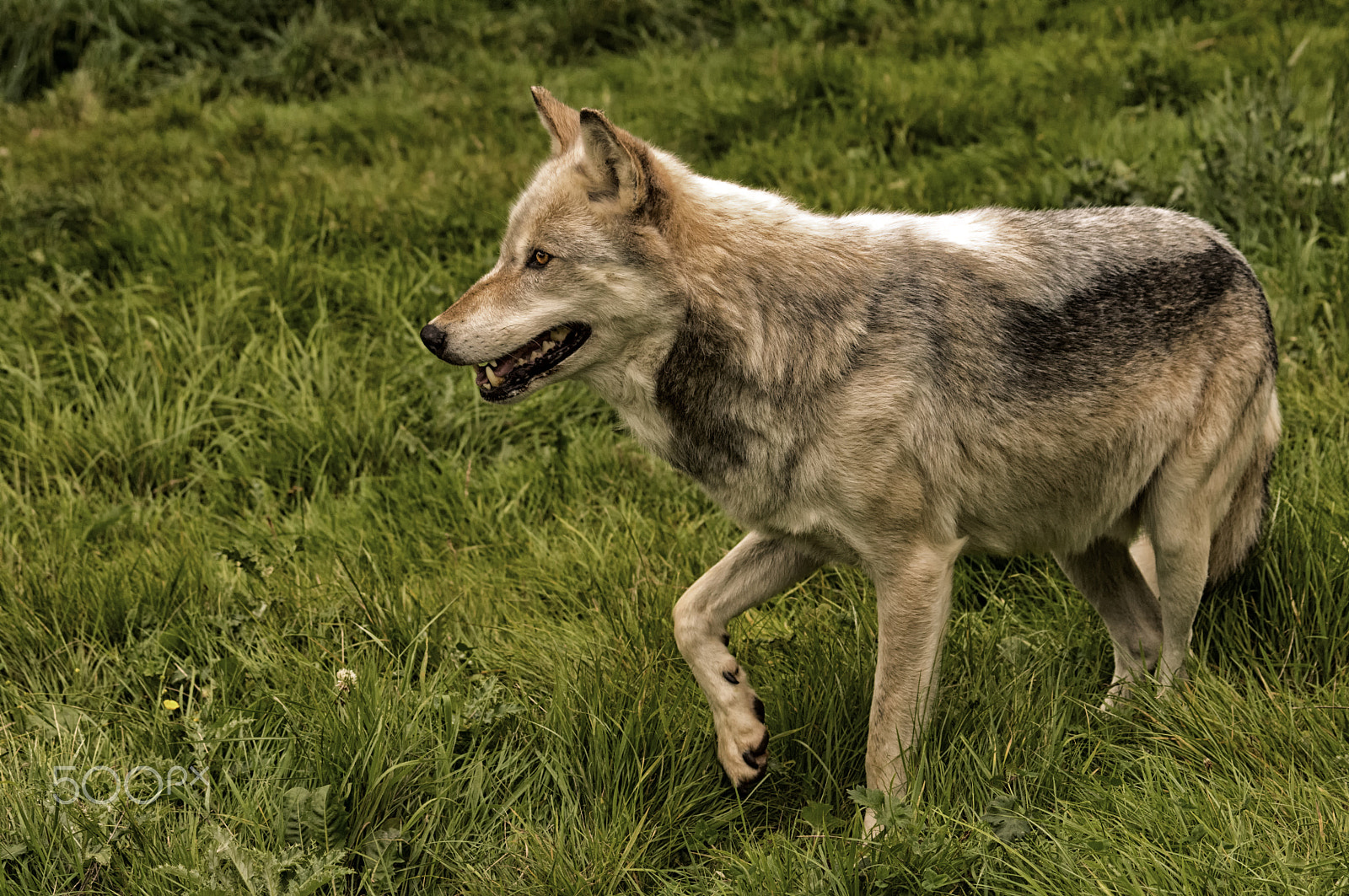 Sony ILCA-77M2 + Sony 70-400mm F4-5.6 G SSM sample photo. Wolf close up study photography