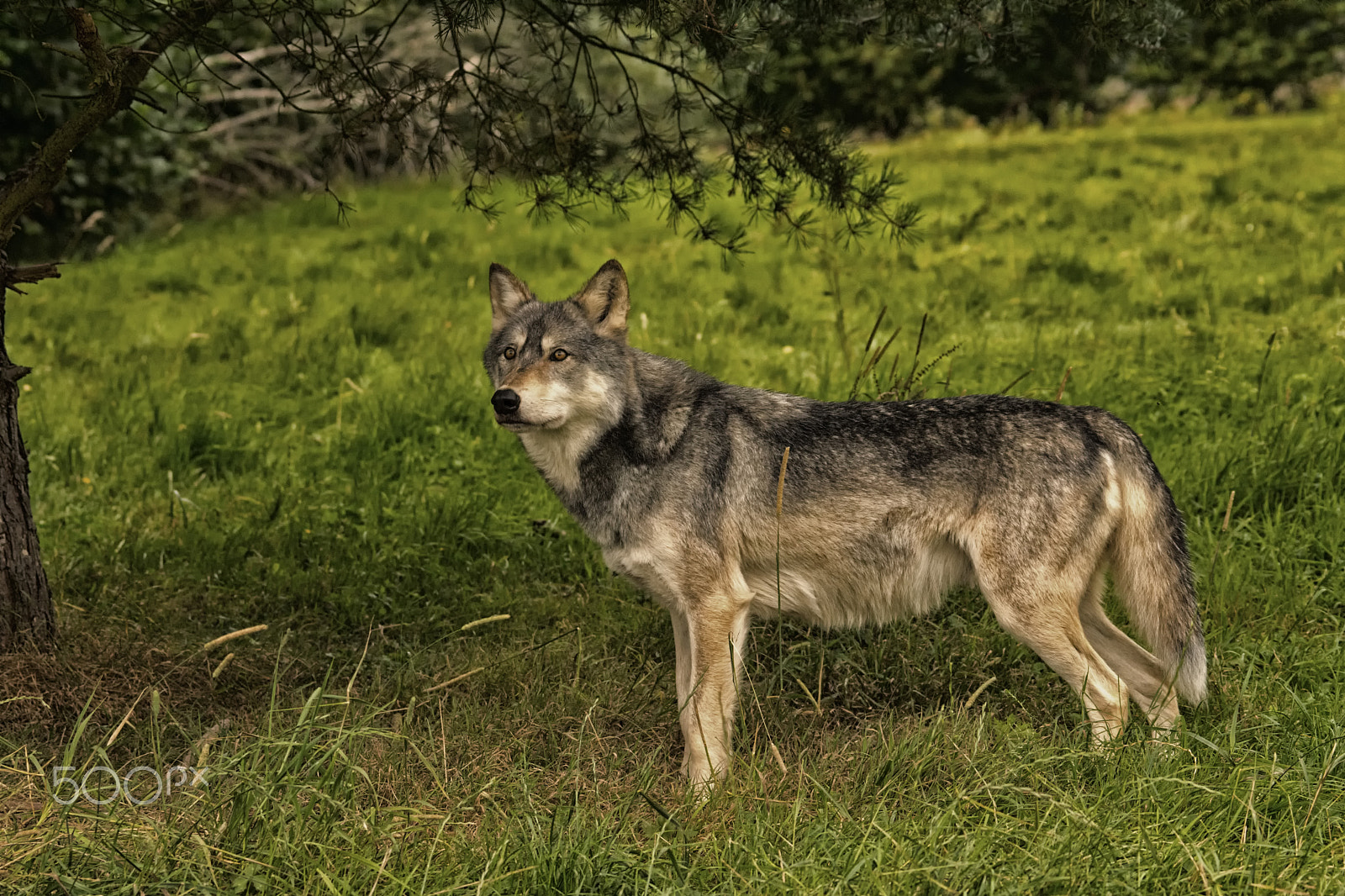 Sony ILCA-77M2 + Sony 70-400mm F4-5.6 G SSM sample photo. Big bad wolf under a tree photography