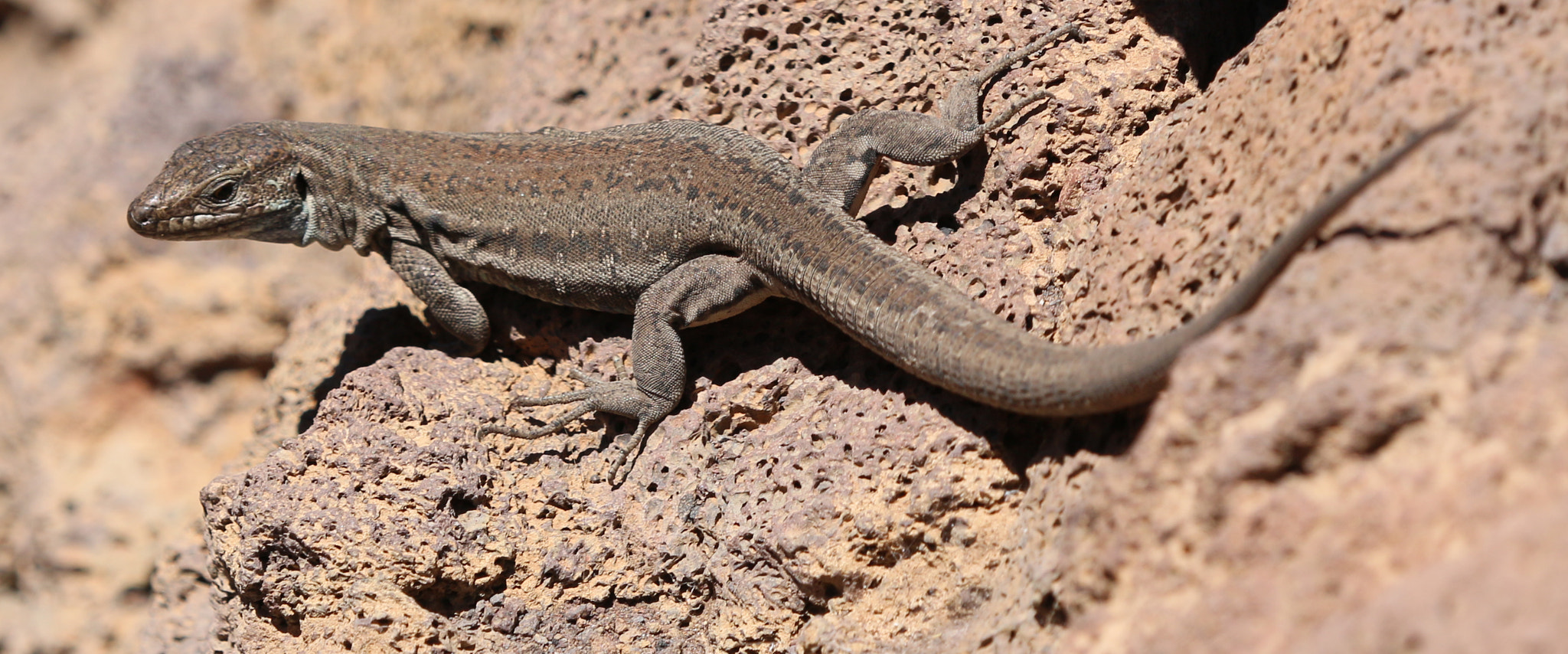 Canon EF 180mm F3.5L Macro USM sample photo. Lizard photography