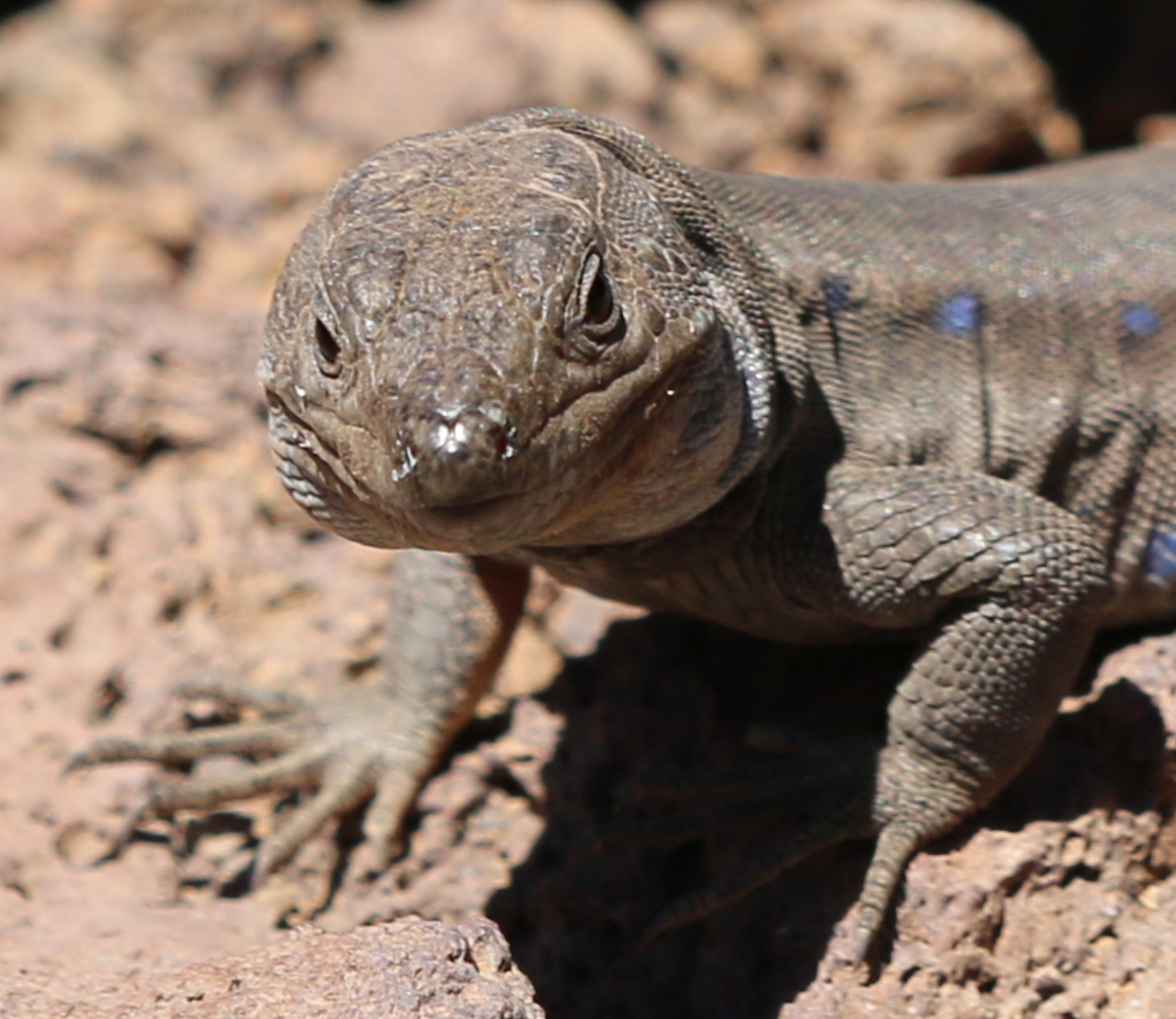 Canon EF 180mm F3.5L Macro USM sample photo. Lizard head photography
