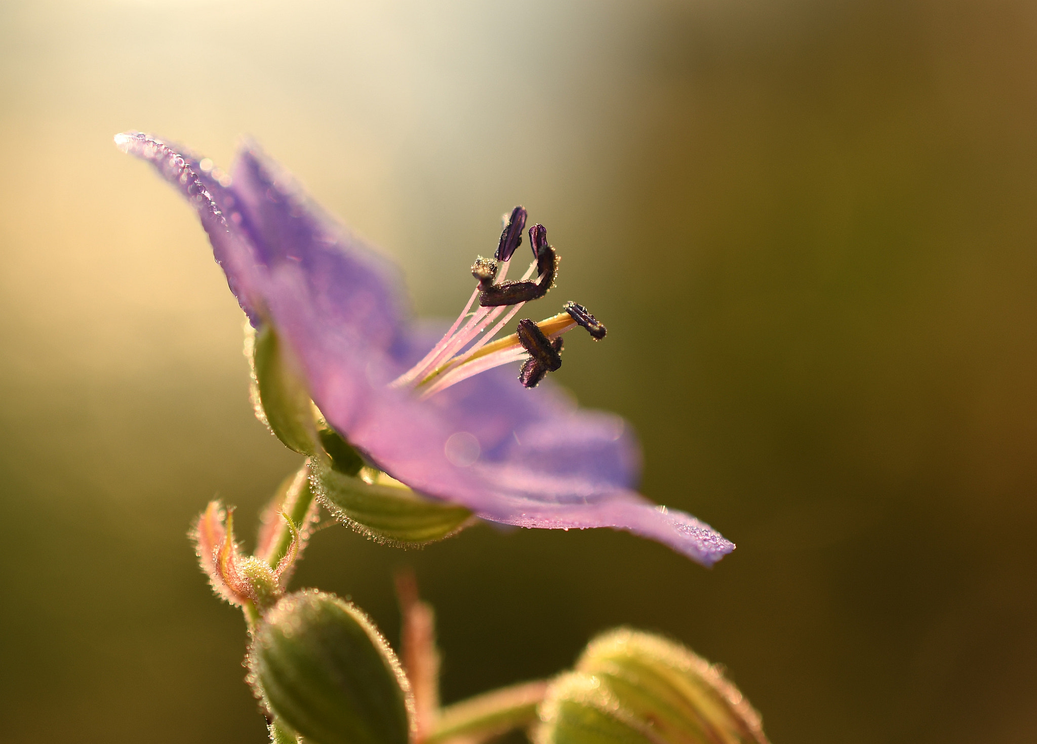 Nikon AF-S DX Micro Nikkor 40mm F2.8 sample photo. Semeník kakostu photography