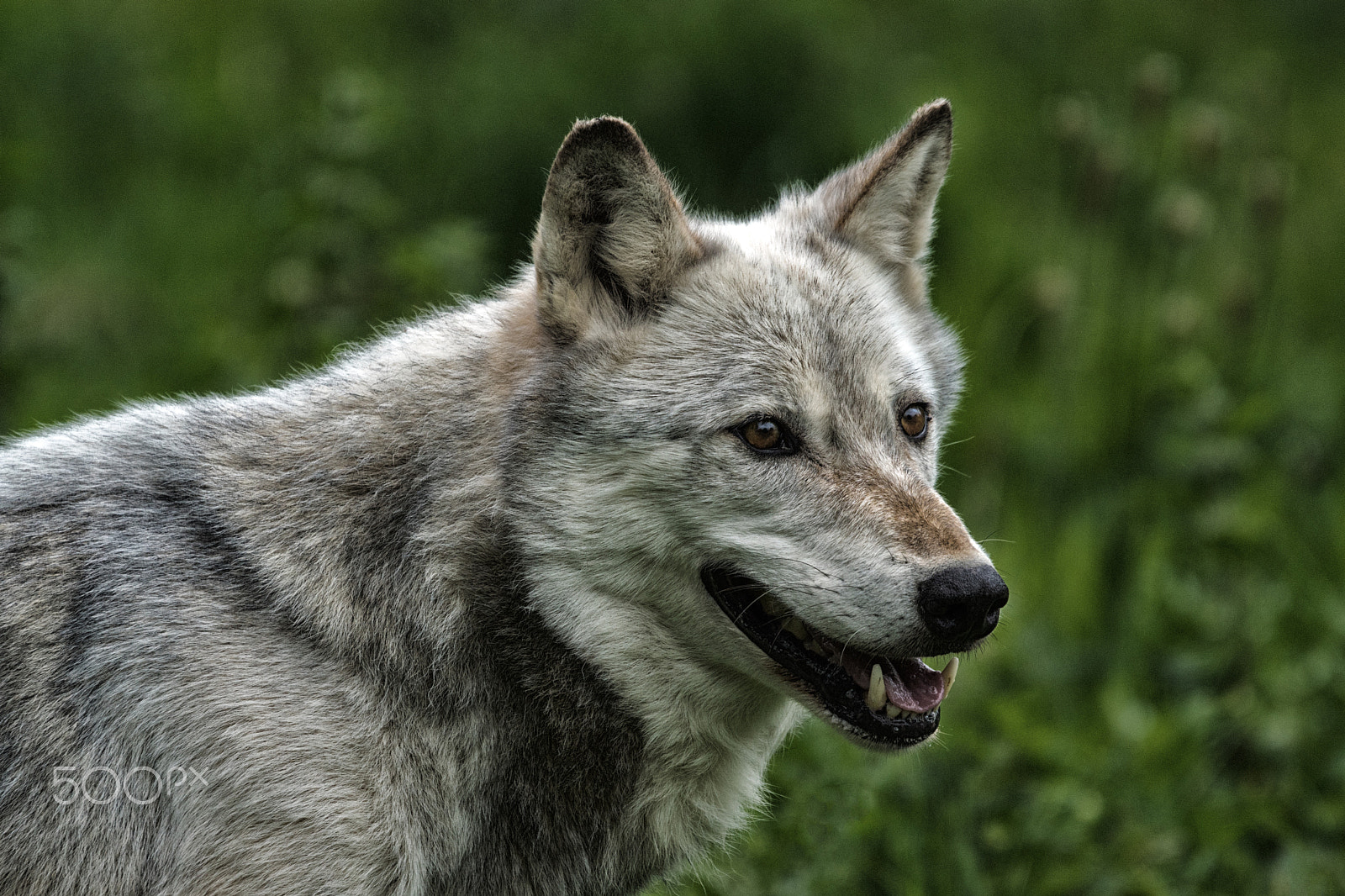 Sony ILCA-77M2 sample photo. Wolf study photography