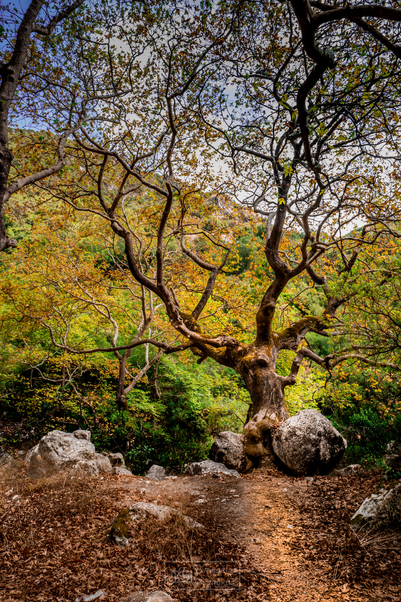 Samsung NX1 sample photo. Under the plane trees photography