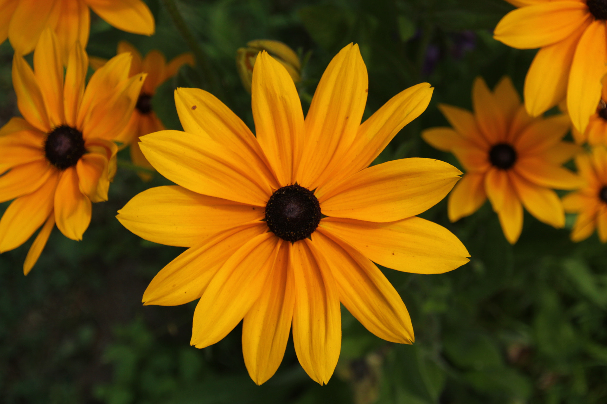 Canon EOS 550D (EOS Rebel T2i / EOS Kiss X4) sample photo. Love sunflowers photography