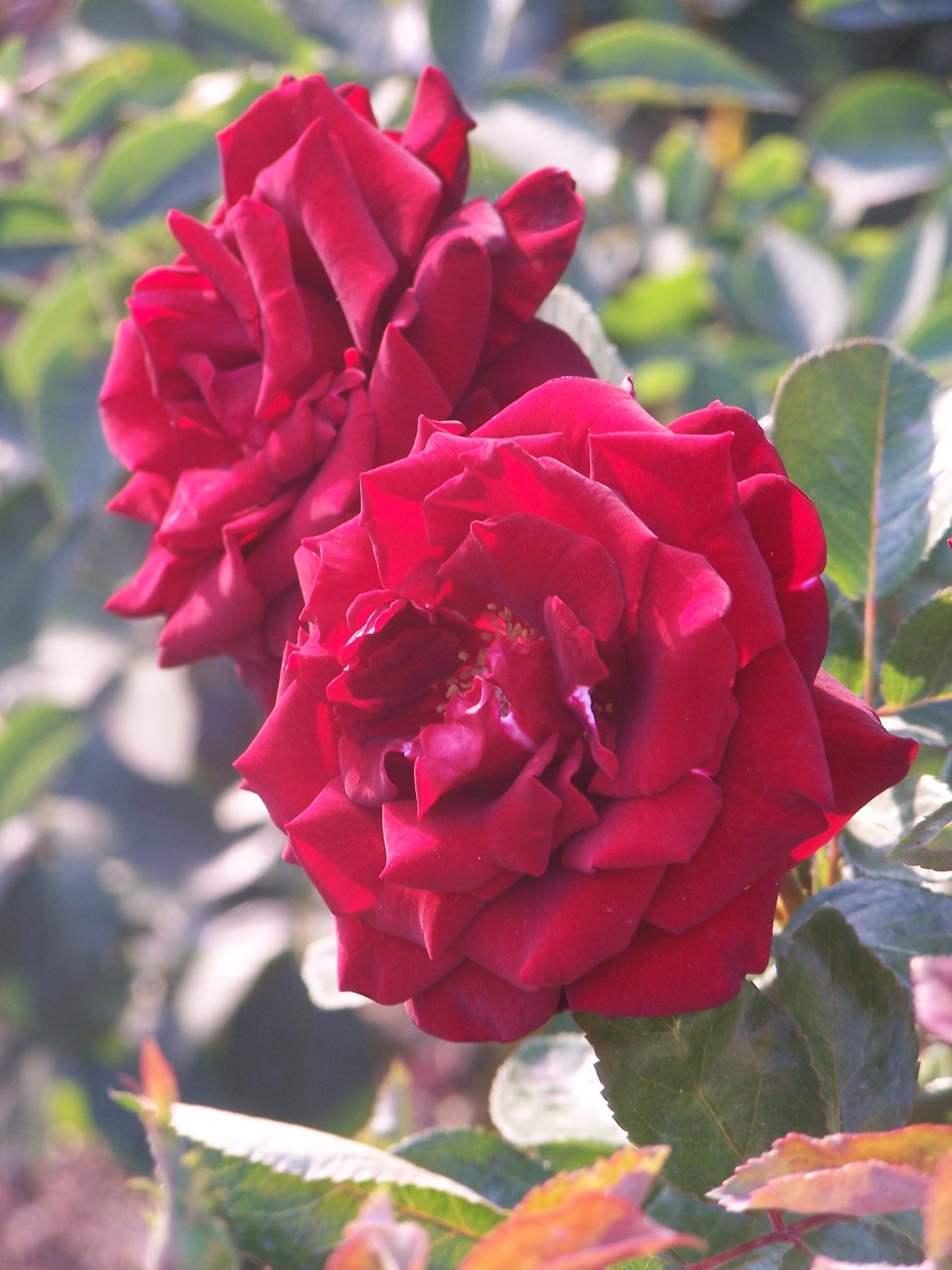 Kodak DX7590 ZOOM DIGITAL CAMERA sample photo. Roses photography