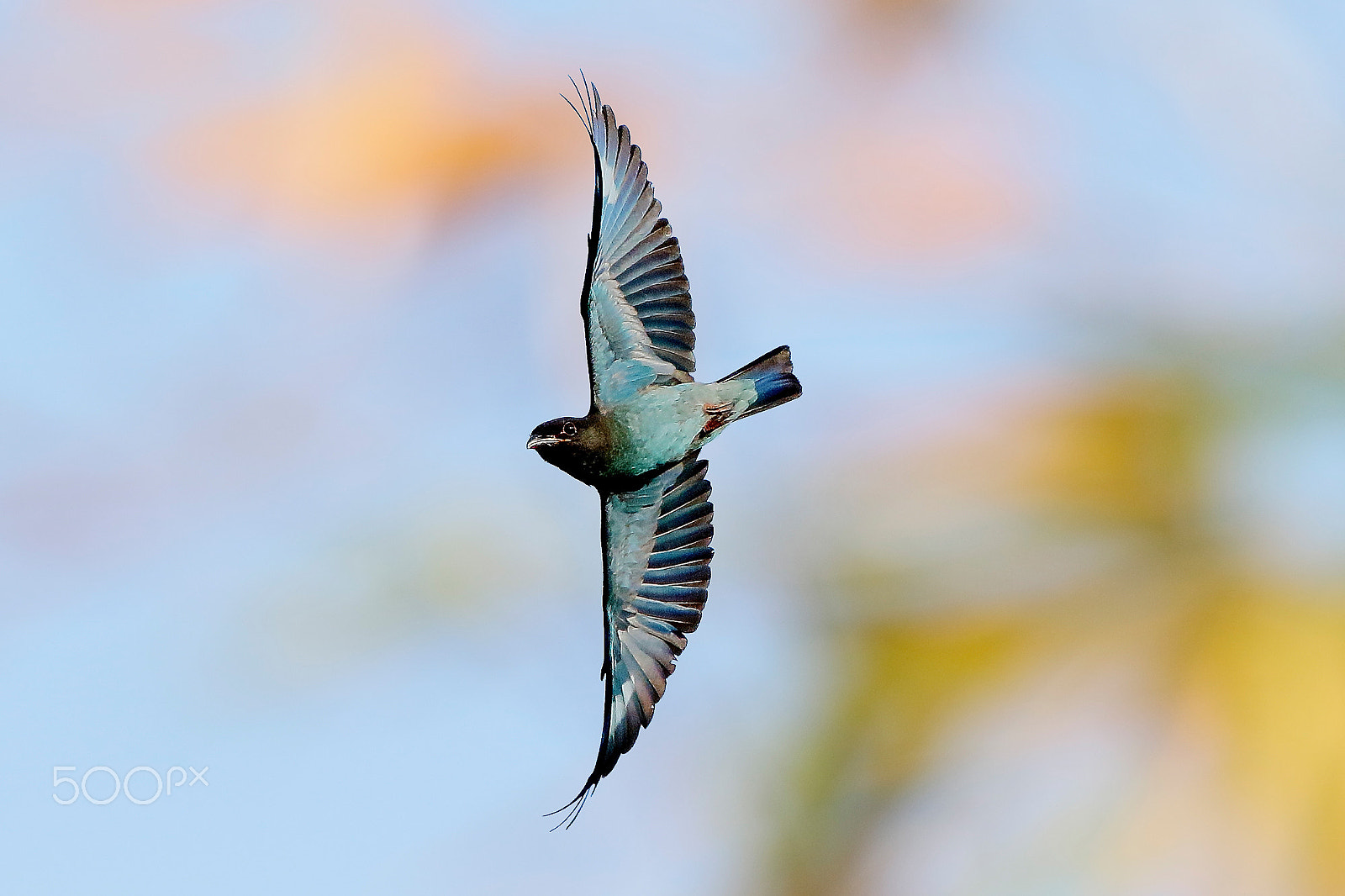 Canon EF 600mm f/4L IS sample photo. 佛法僧 photography