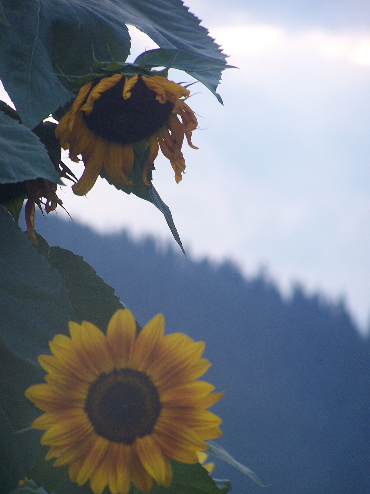 Kodak DX7590 ZOOM DIGITAL CAMERA sample photo. Sunflowers photography