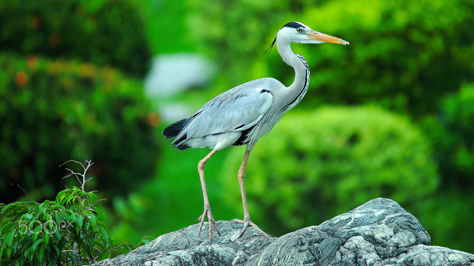 Tamron SP 150-600mm F5-6.3 Di VC USD sample photo. Grey heron photography