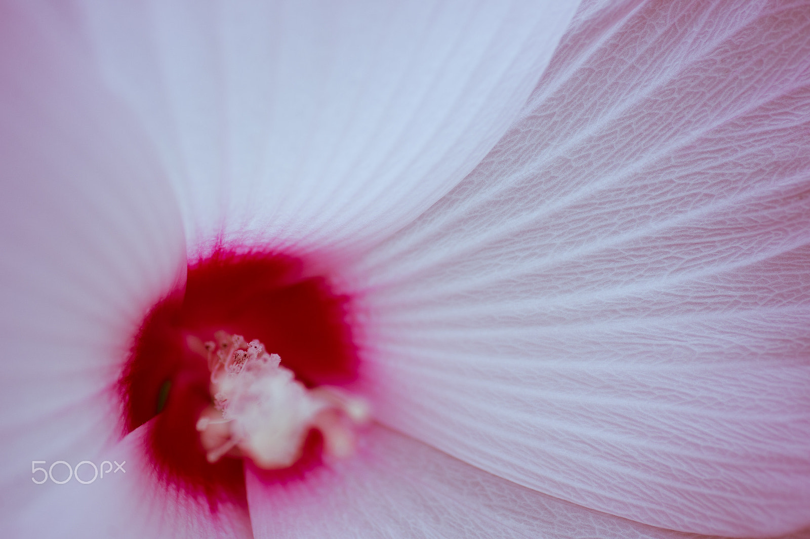 Nikon Df sample photo. As delicate feathers photography