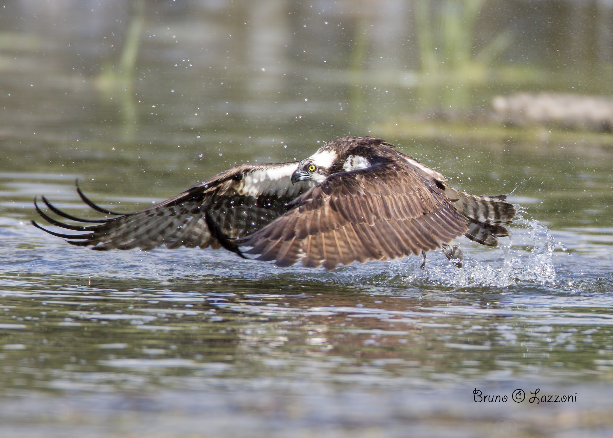 Canon EF 600mm F4L IS USM sample photo. O photography