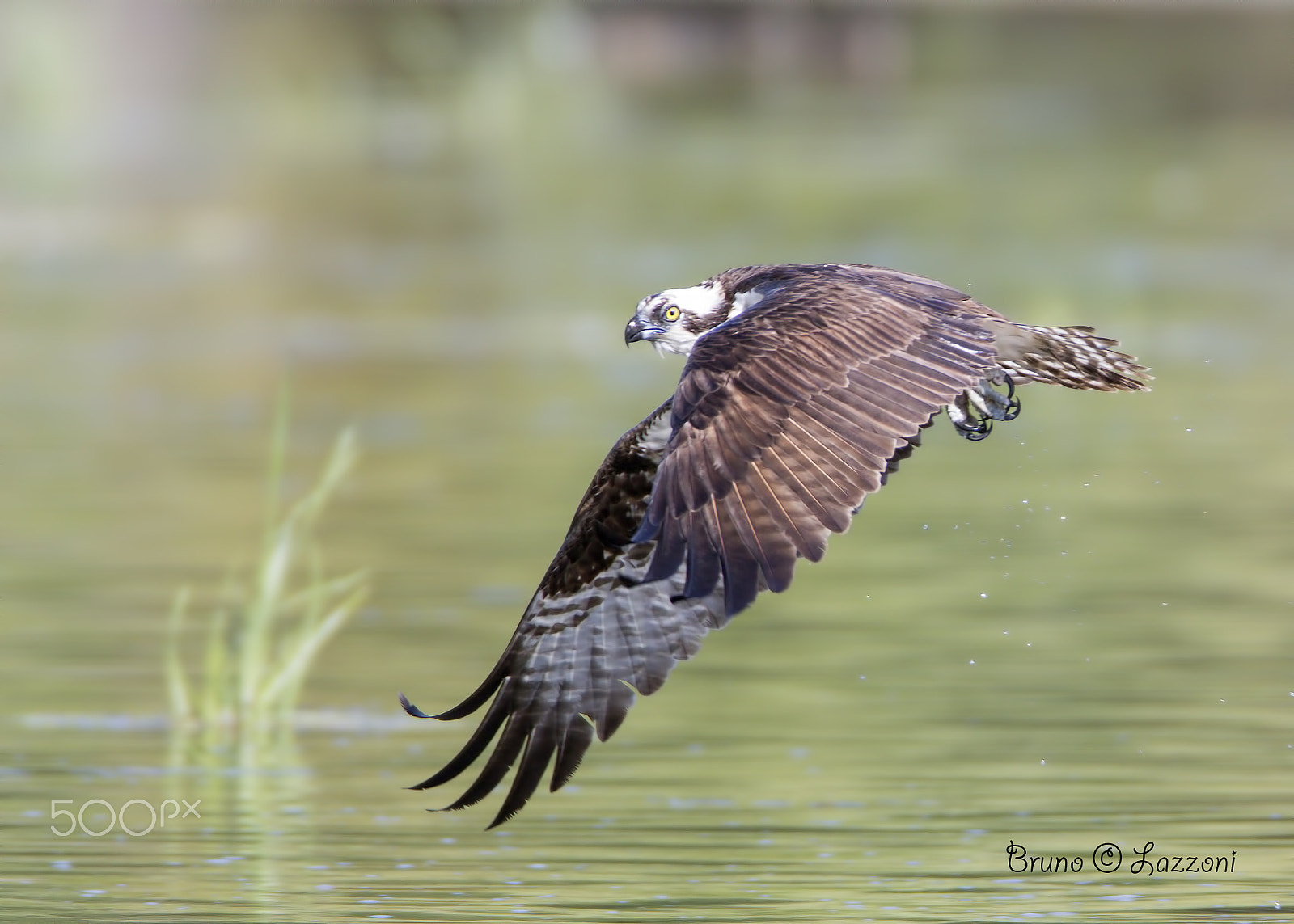 Canon EOS-1D X + Canon EF 600mm F4L IS USM sample photo. Osprey ( balbuzard pêcheur ) photography