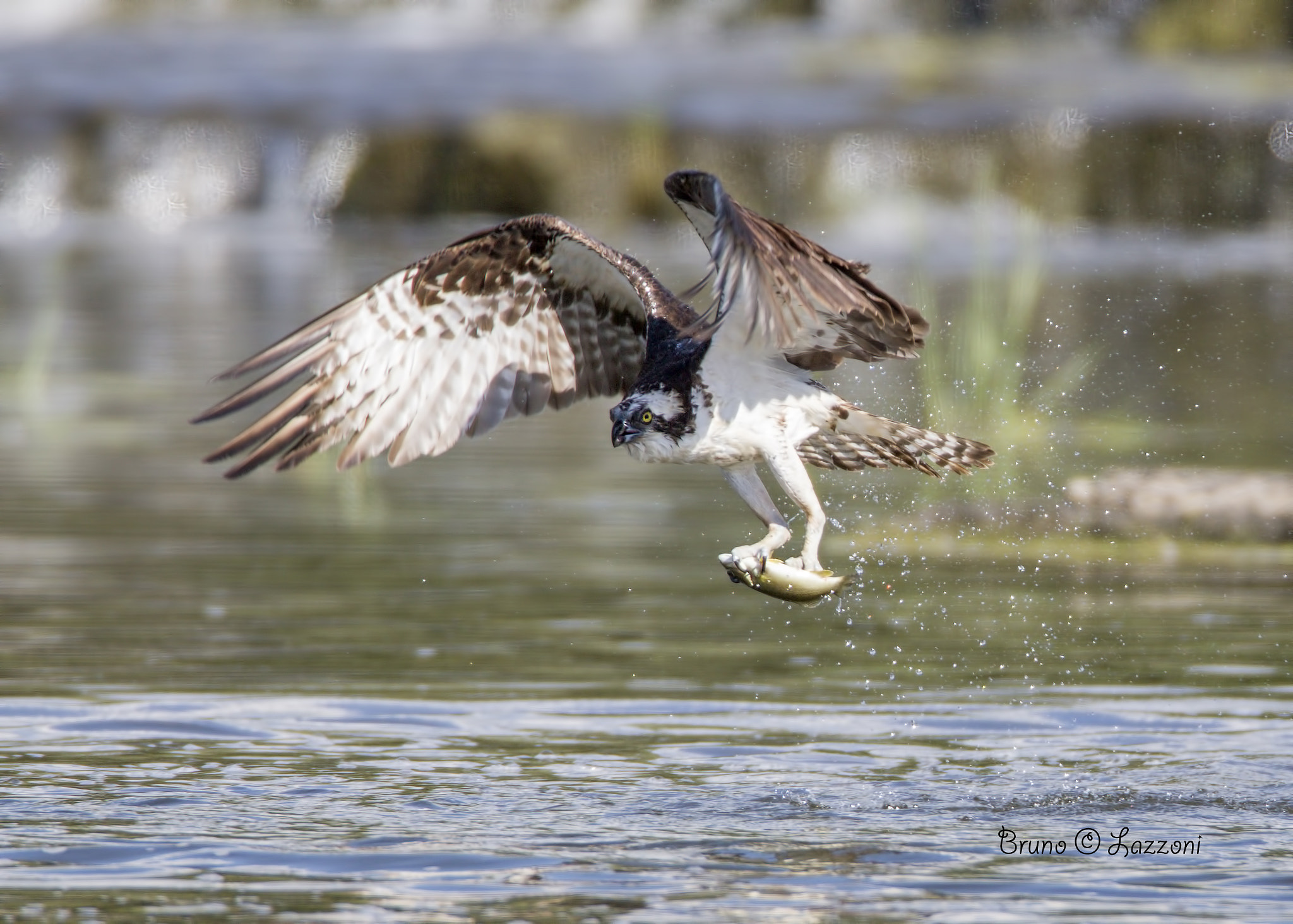 Canon EF 600mm F4L IS USM sample photo. O photography