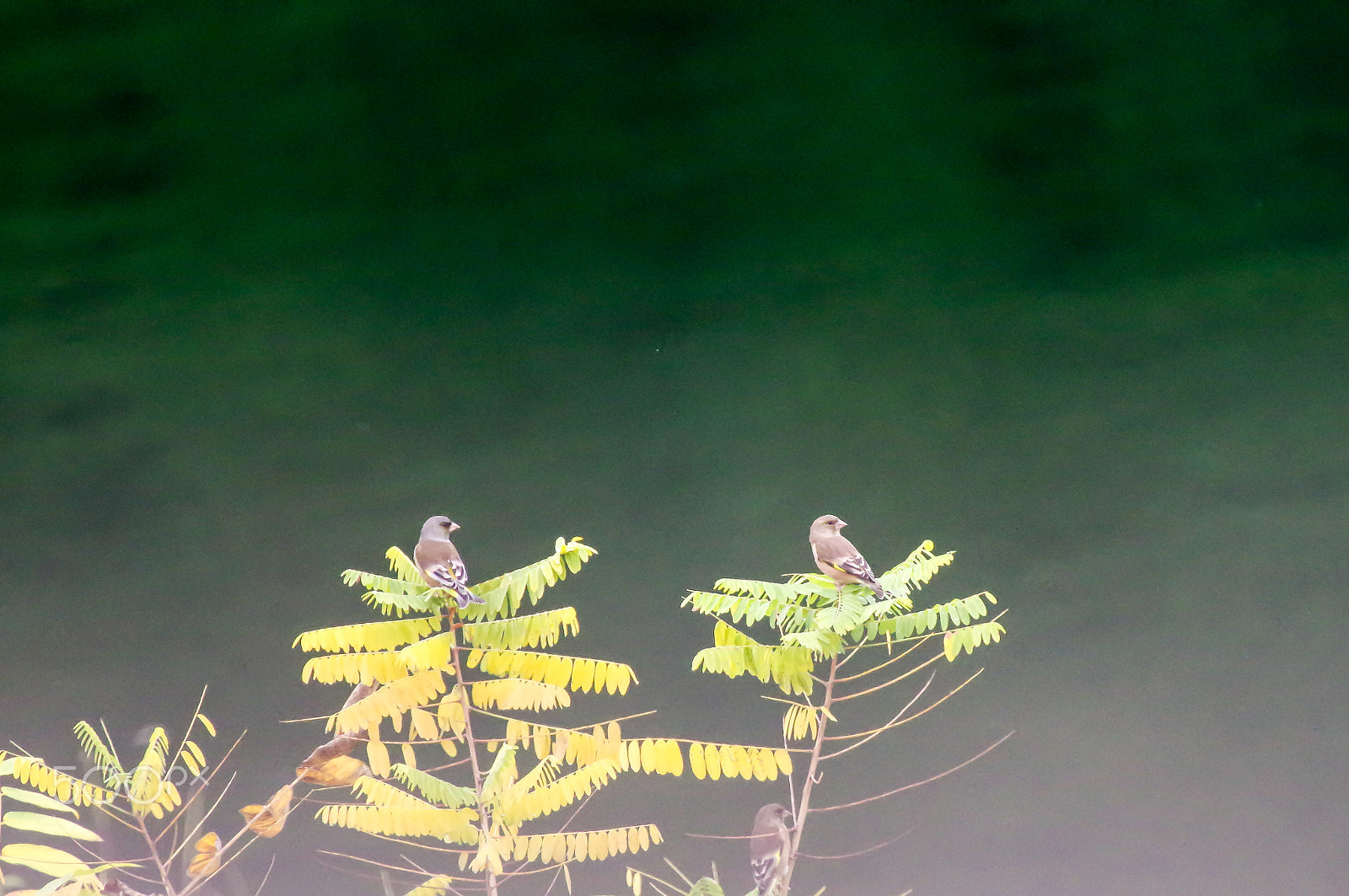 Pentax K-3 II sample photo. Couple of oriental greenfinch photography