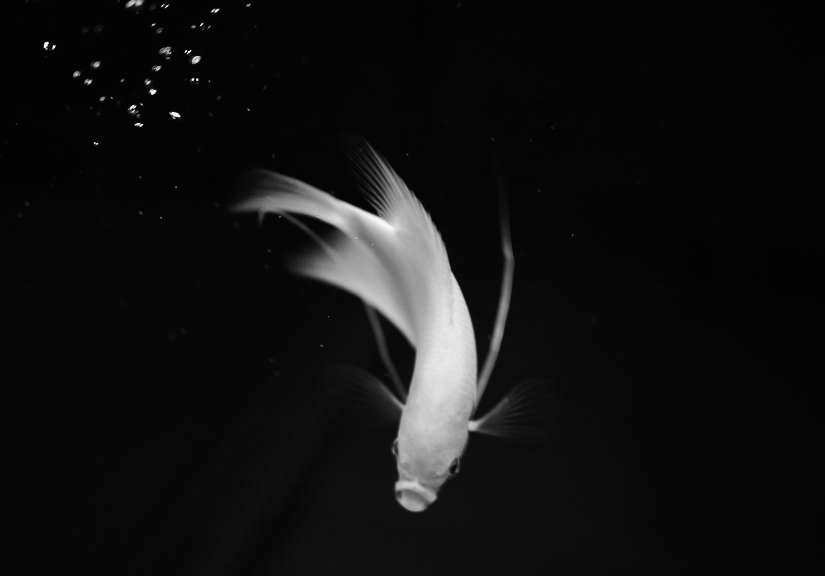 Canon 50mm sample photo. Fengshui fish photography