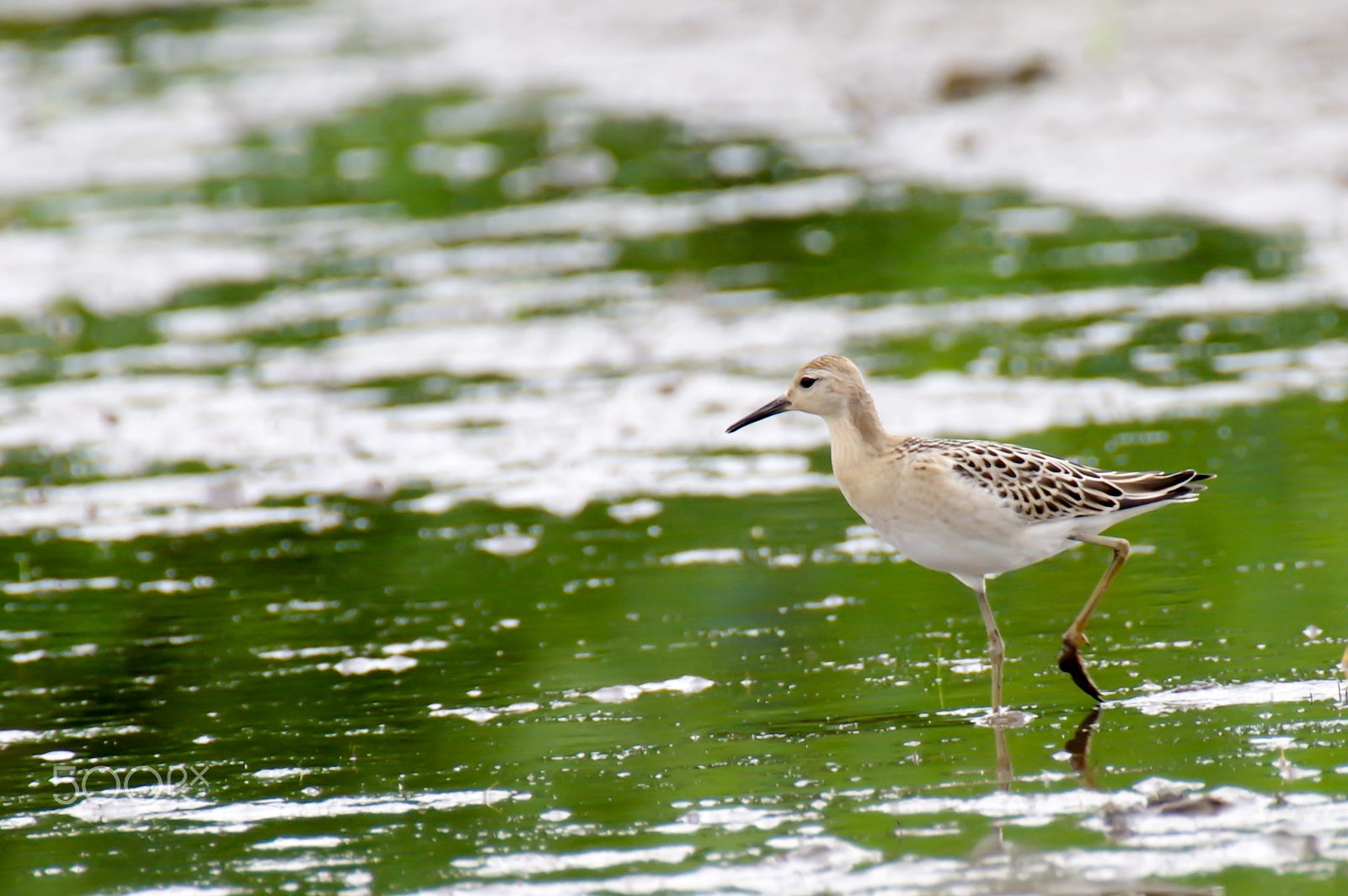 Pentax K-3 II sample photo. Philomachus pugnax photography
