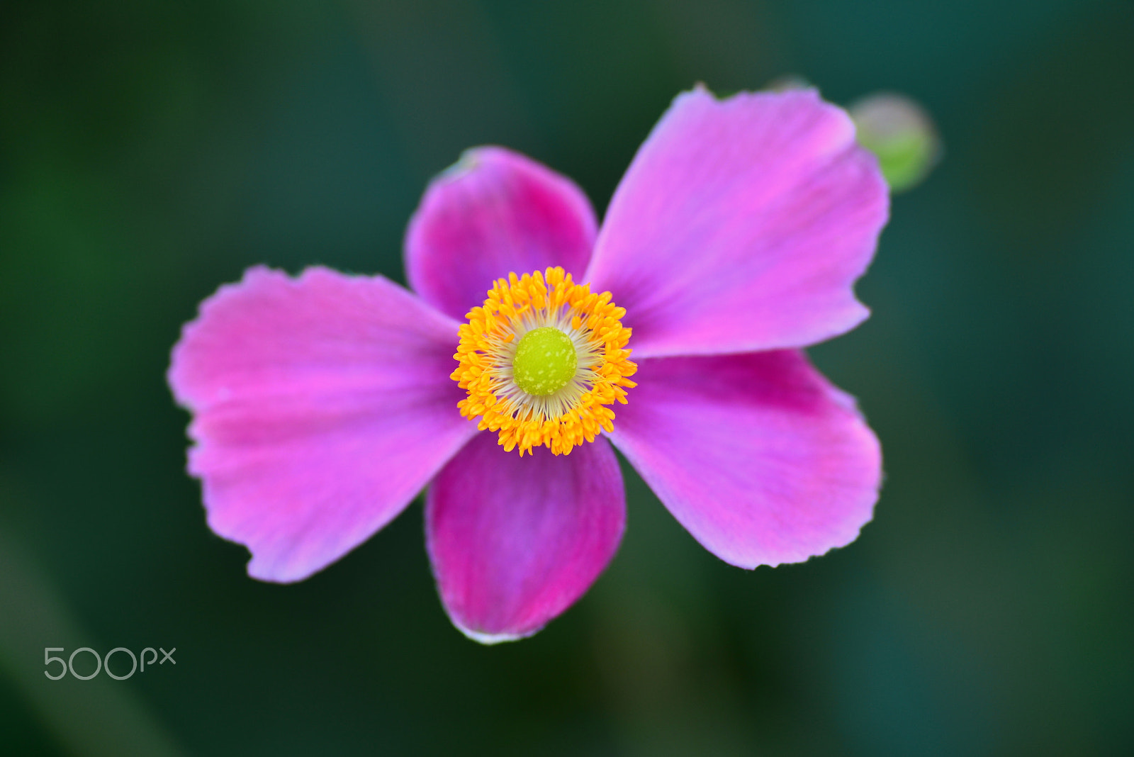 Nikon D600 sample photo. Japanese anemone photography