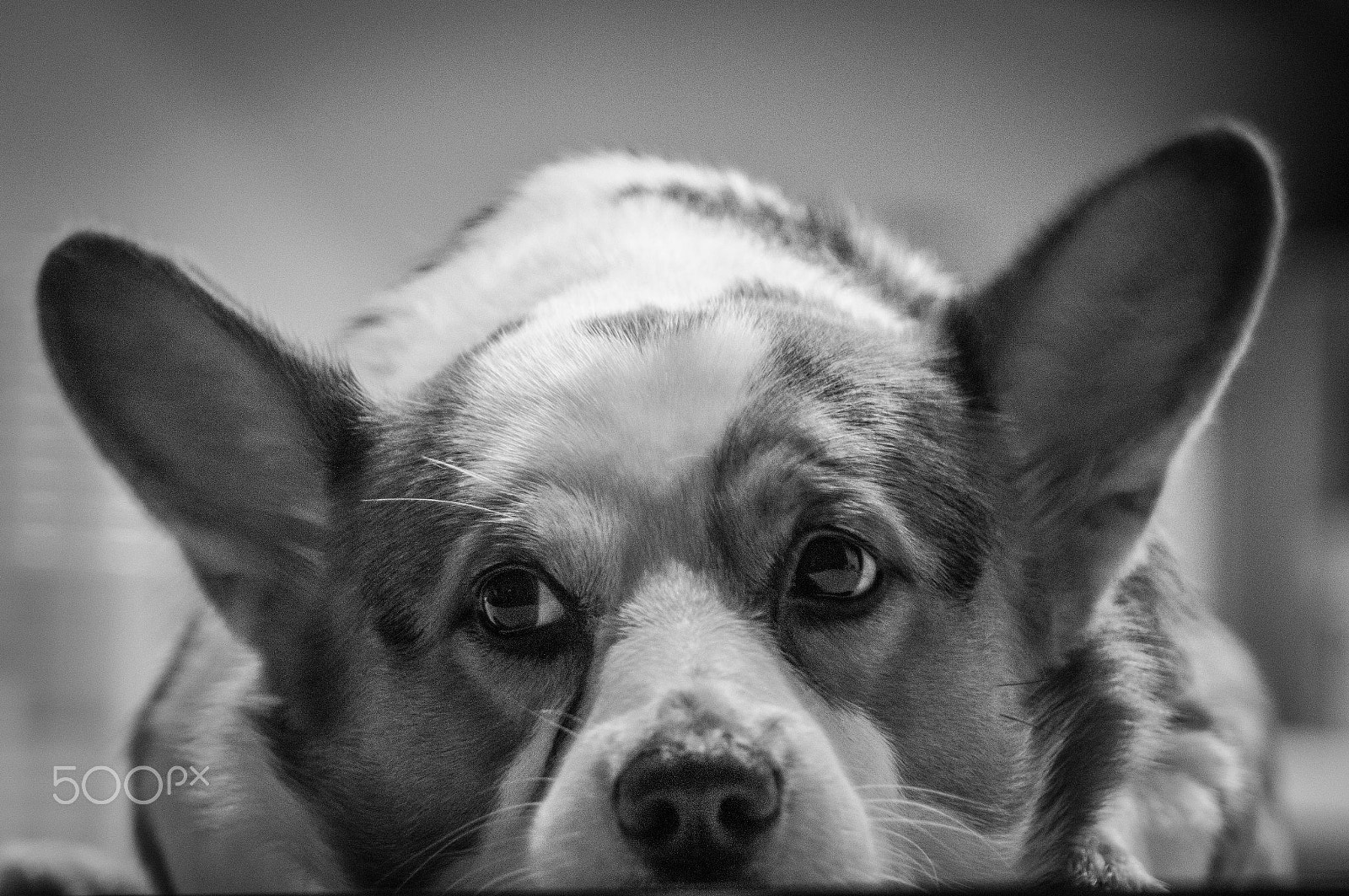 Sony SLT-A35 sample photo. Toby photography