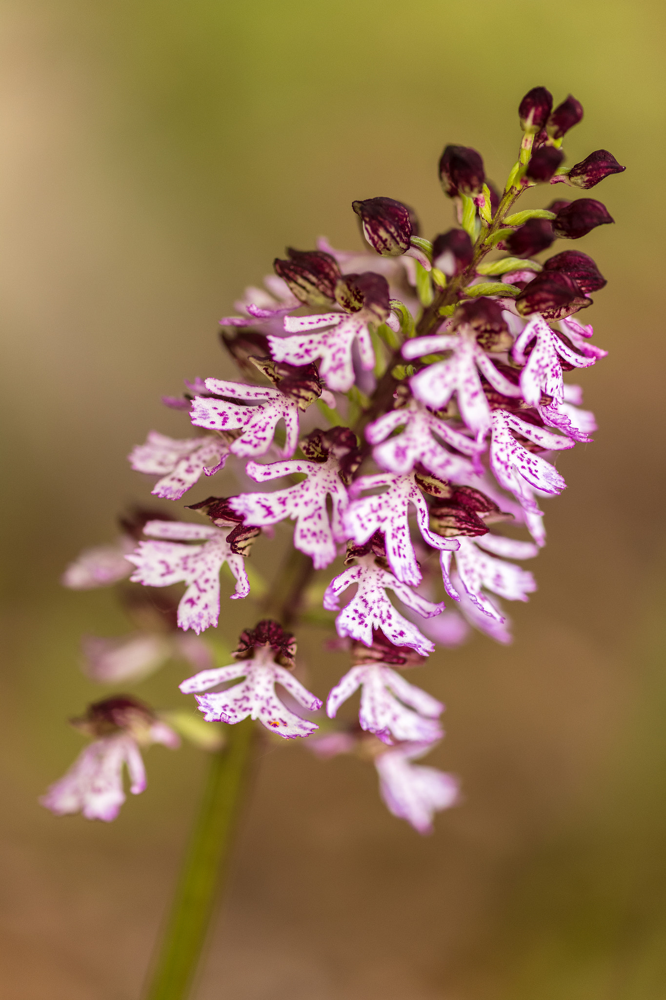 Canon EOS 6D + ZEISS Makro-Planar T* 100mm F2 sample photo. Purpur knabenkraut - orchis purpurea #2 photography