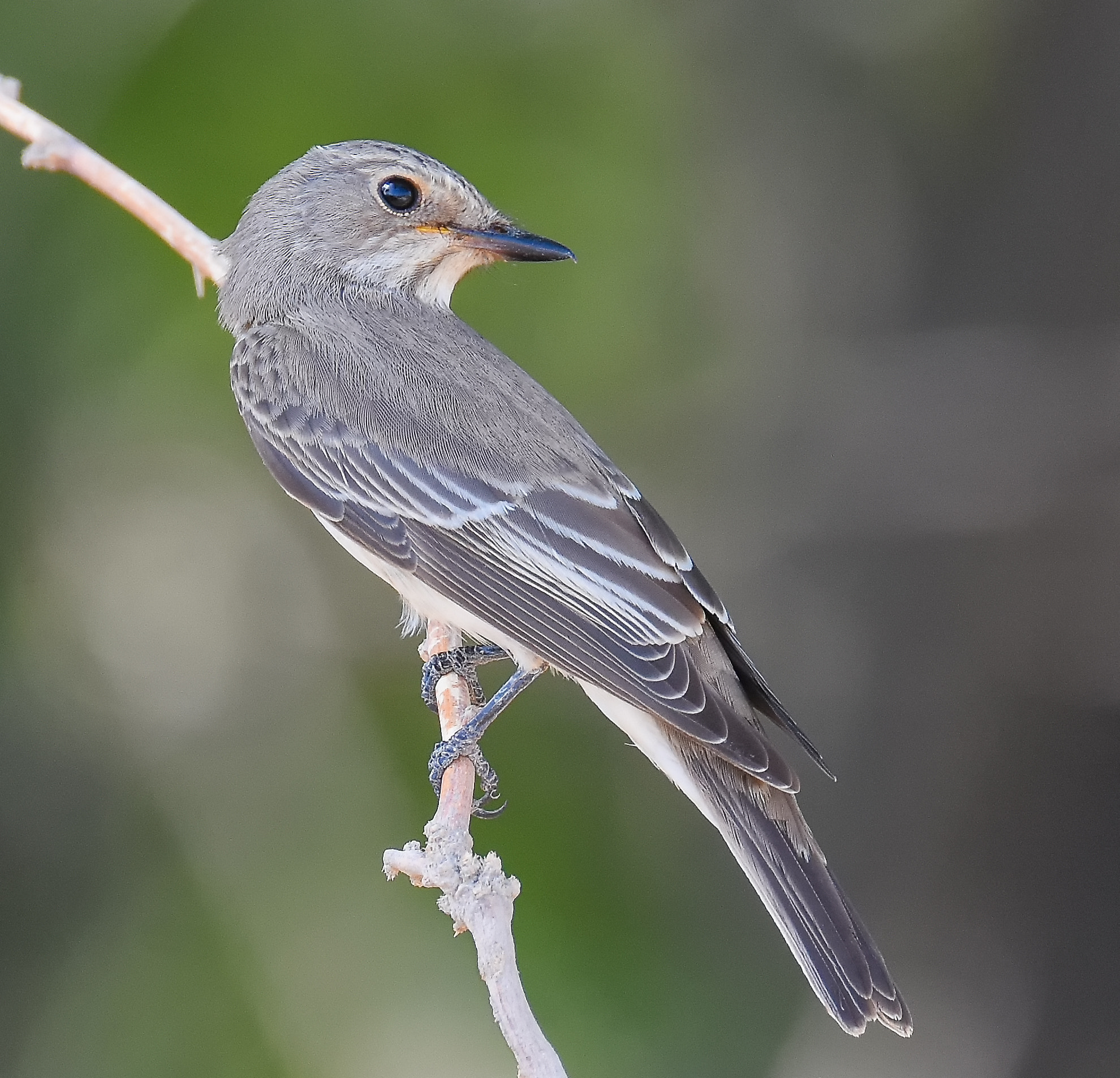 Sigma 150-600mm F5-6.3 DG OS HSM | S sample photo. Flycatcher  photography
