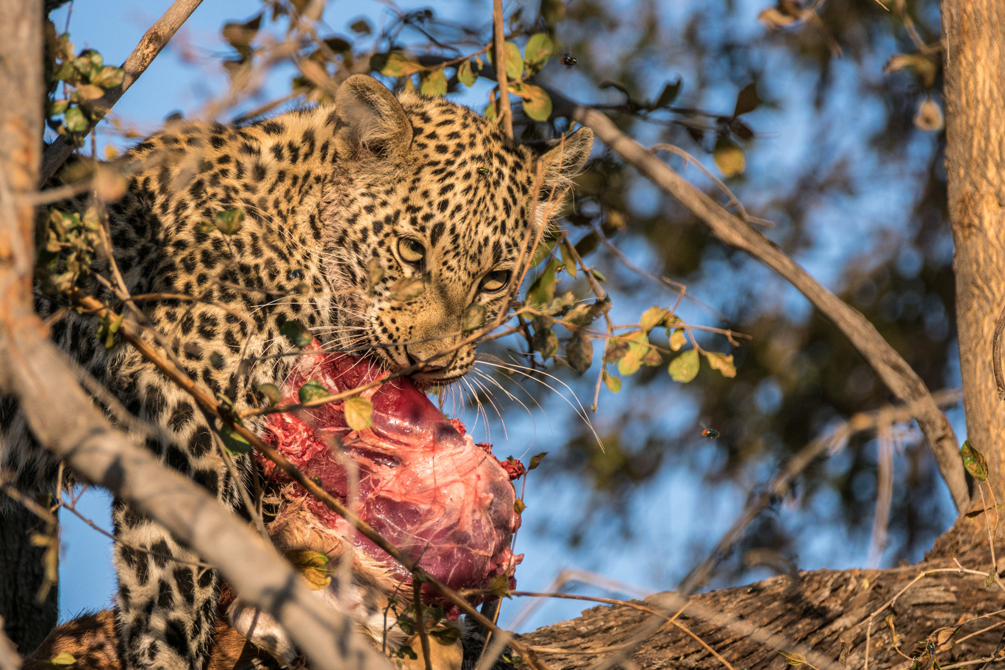 Sony ILCA-77M2 sample photo. Leopard cub with carcass in tree photography