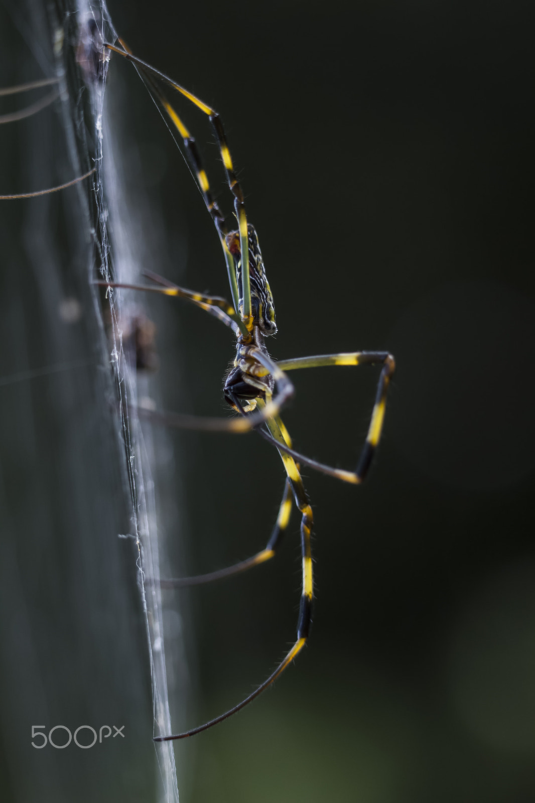 Canon EOS 700D (EOS Rebel T5i / EOS Kiss X7i) sample photo. Spider photography