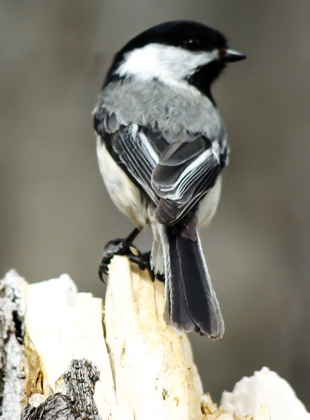 smc PENTAX-DA L 55-300mm F4-5.8 ED sample photo. Black capped chickadee photography