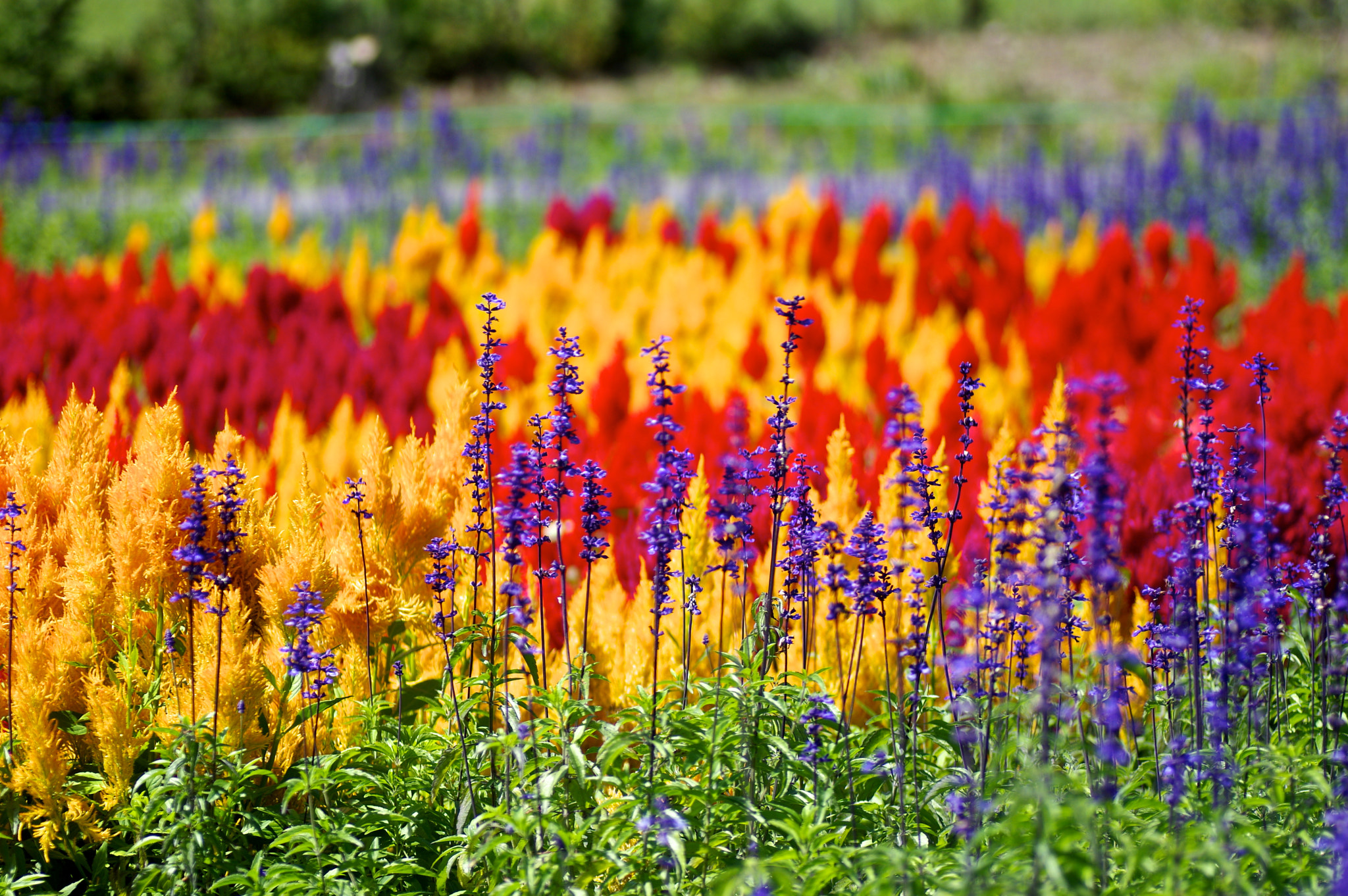 Pentax K-3 sample photo. Flower country photography