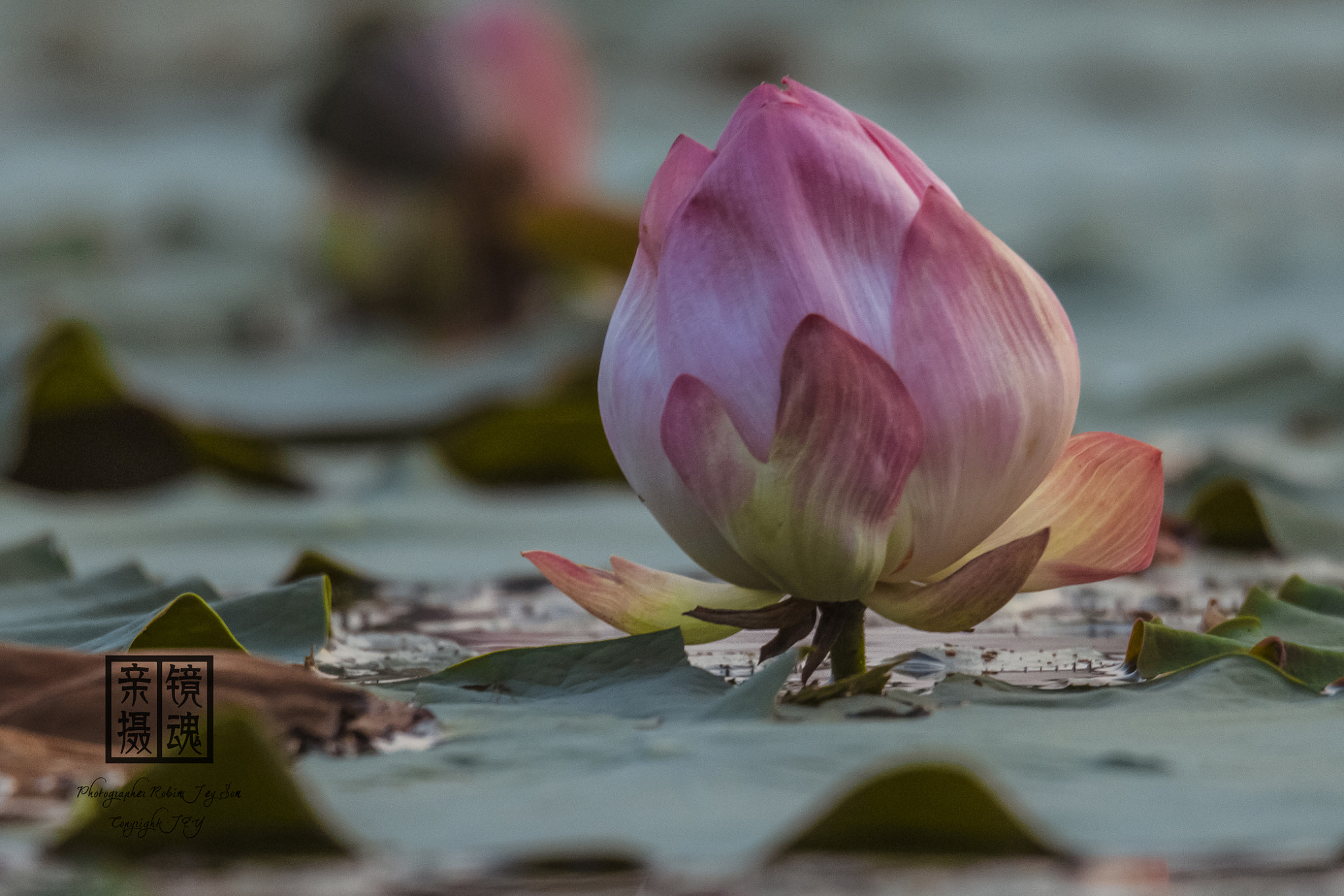 Canon EOS 60D sample photo. Autumn lotus photography