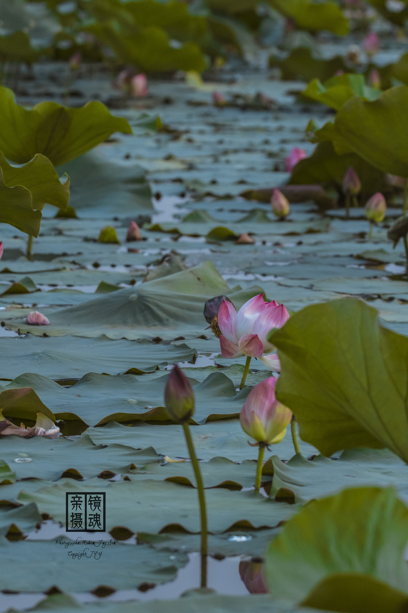 150-600mm F5-6.3 DG OS HSM | Sports 014 sample photo. Autumn lotus pool photography