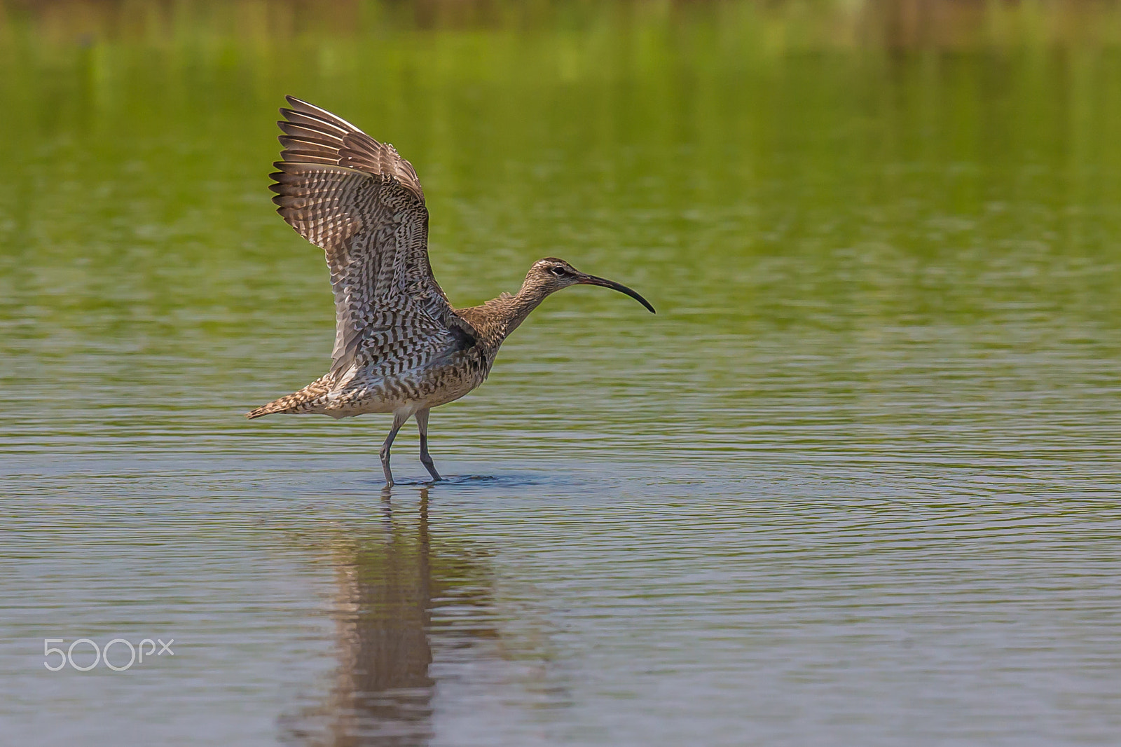 Canon EF 500mm F4L IS II USM sample photo. Going to flutter photography