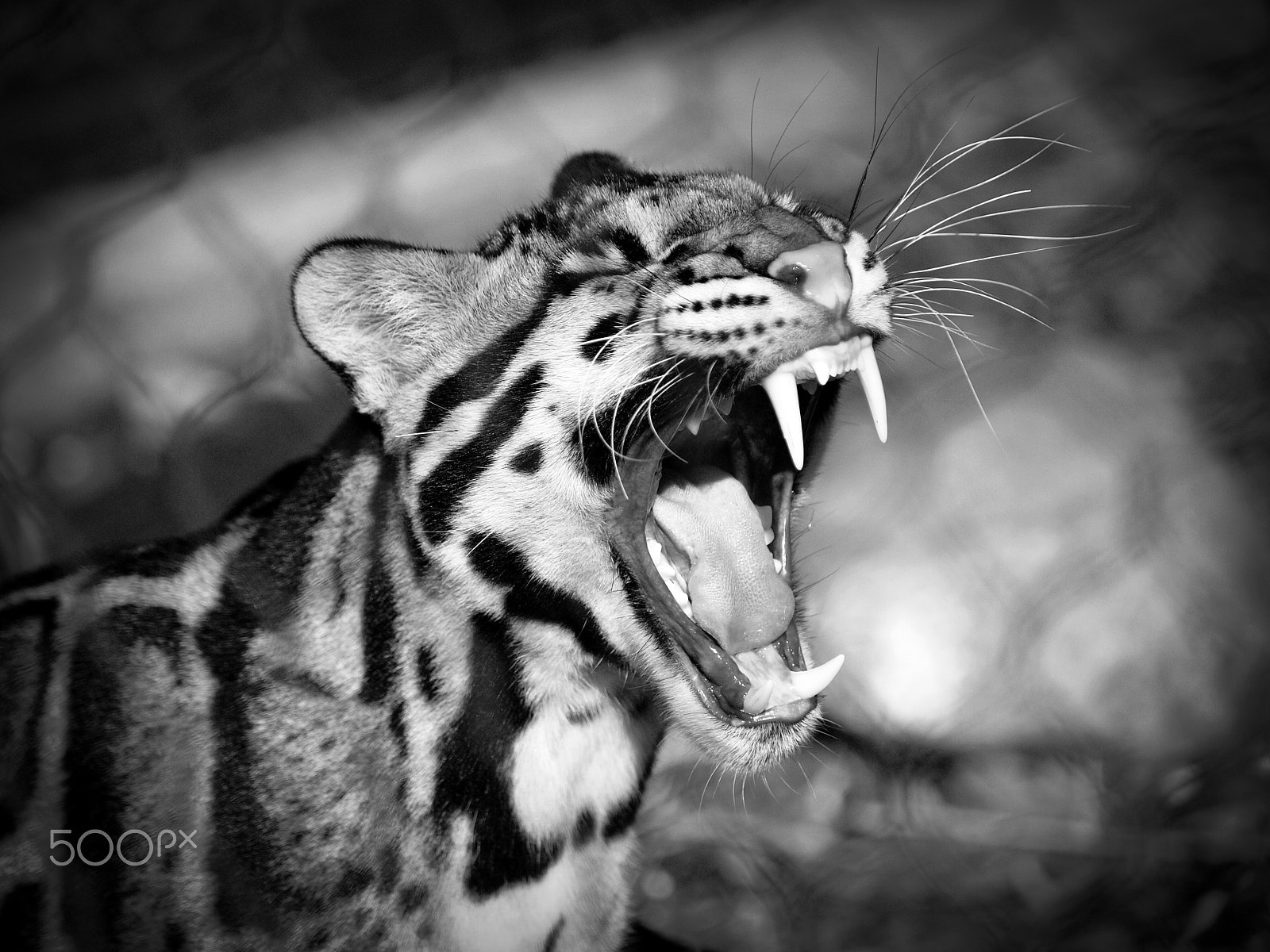 Olympus E-30 sample photo. My, what big teeth you have! photography
