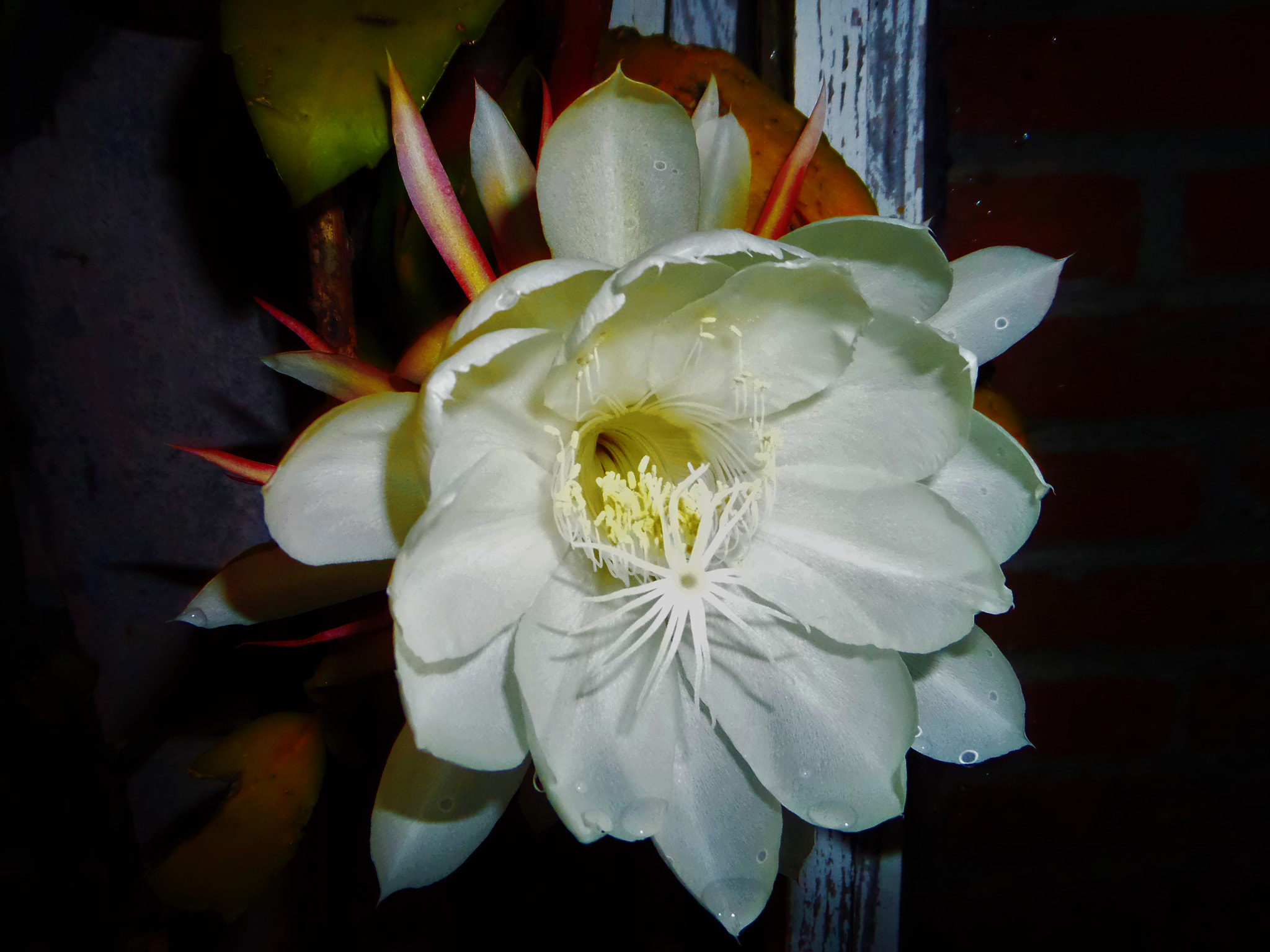 Samsung WB200F/WB201F/WB202F sample photo