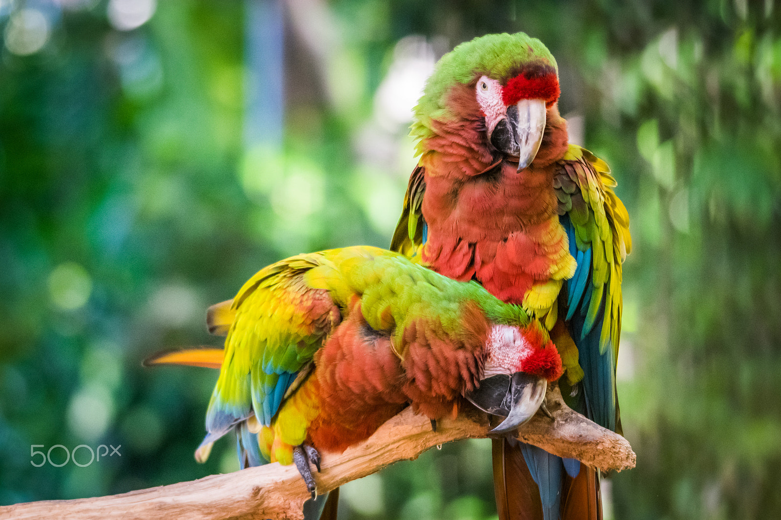 Pentax K-3 + Sigma 120-400mm F4.5-5.6 DG OS HSM sample photo. Pair of scarlet macaws sitting on branch photography