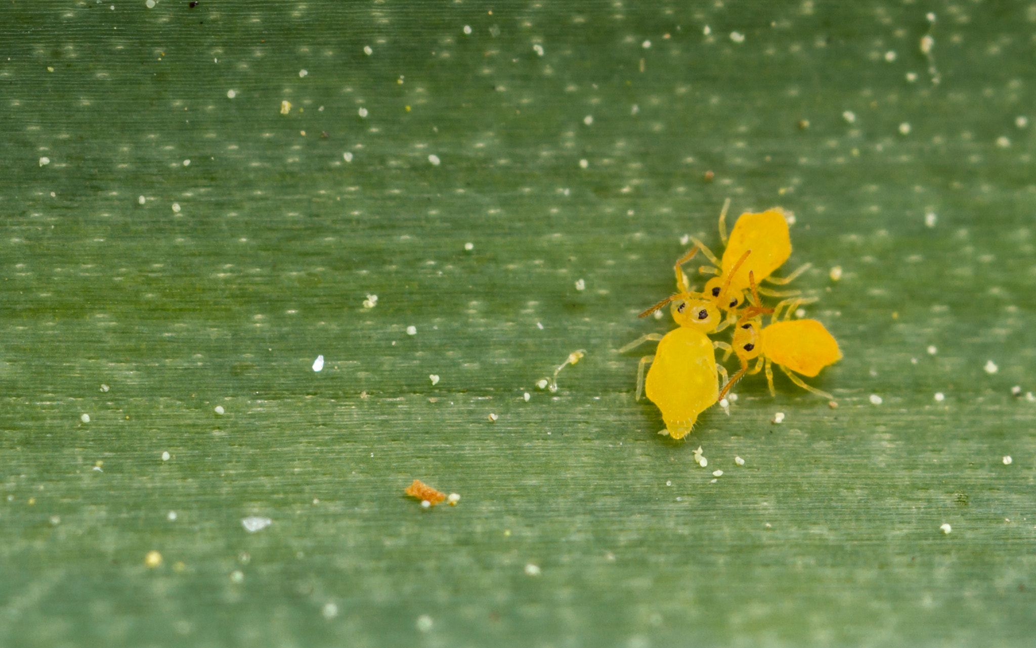 Canon MP-E 65mm F2.5 1-5x Macro Photo sample photo. Can i cut in? photography