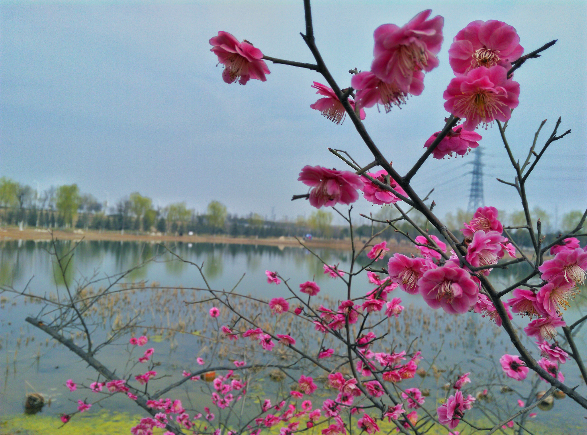 HUAWEI Che1-CL20 sample photo. 桃花朵朵 photography