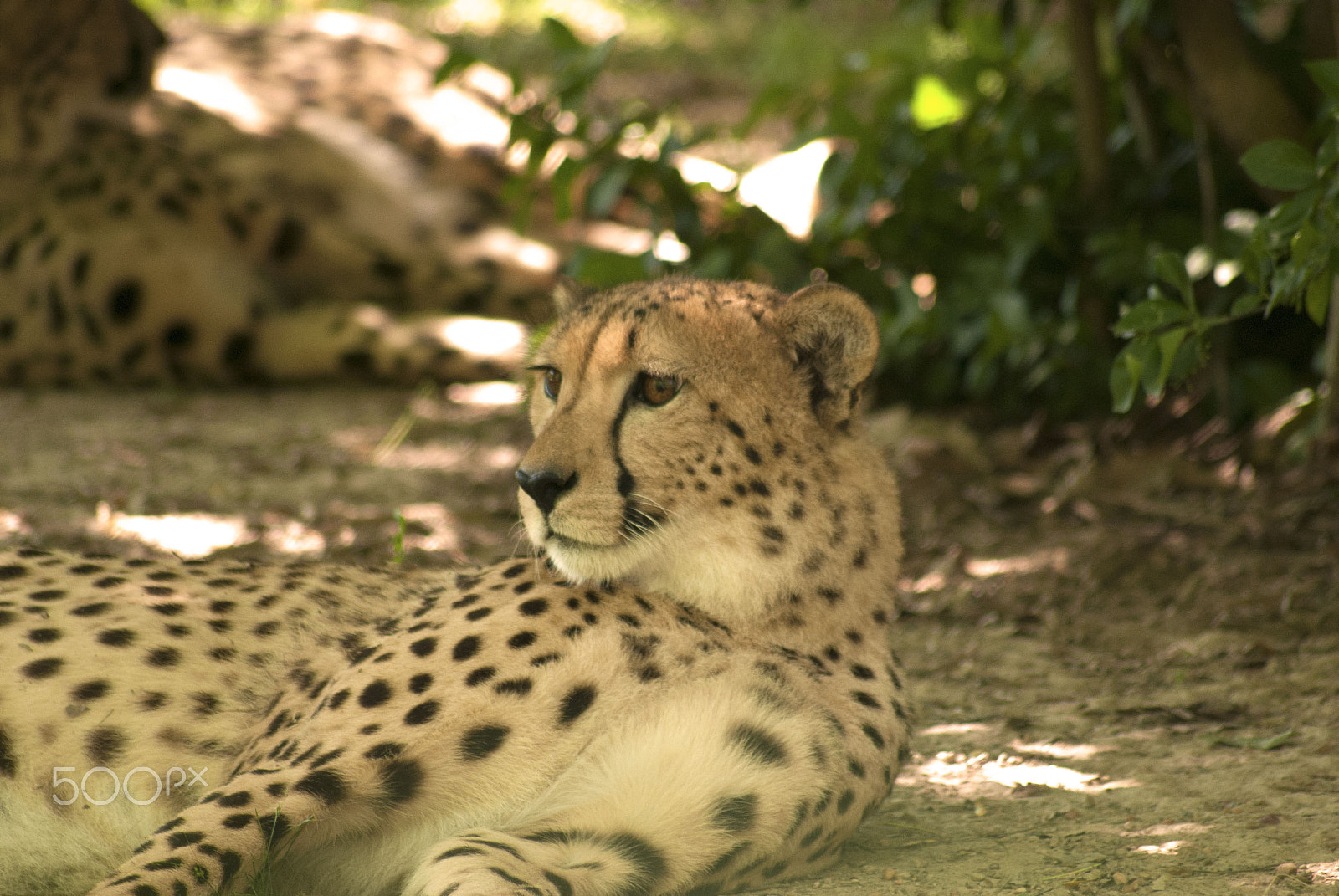 Sigma 70-300mm F4-5.6 APO DG Macro sample photo. Cheetah photography