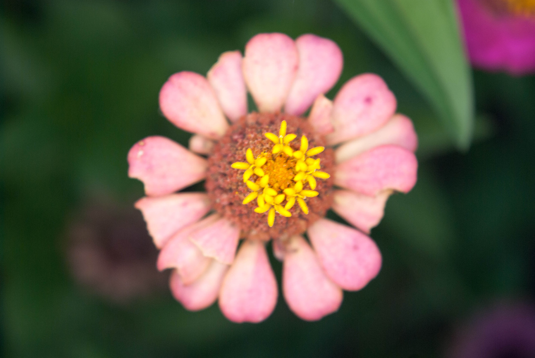 Nikon D80 sample photo. Flower mk. 1 photography