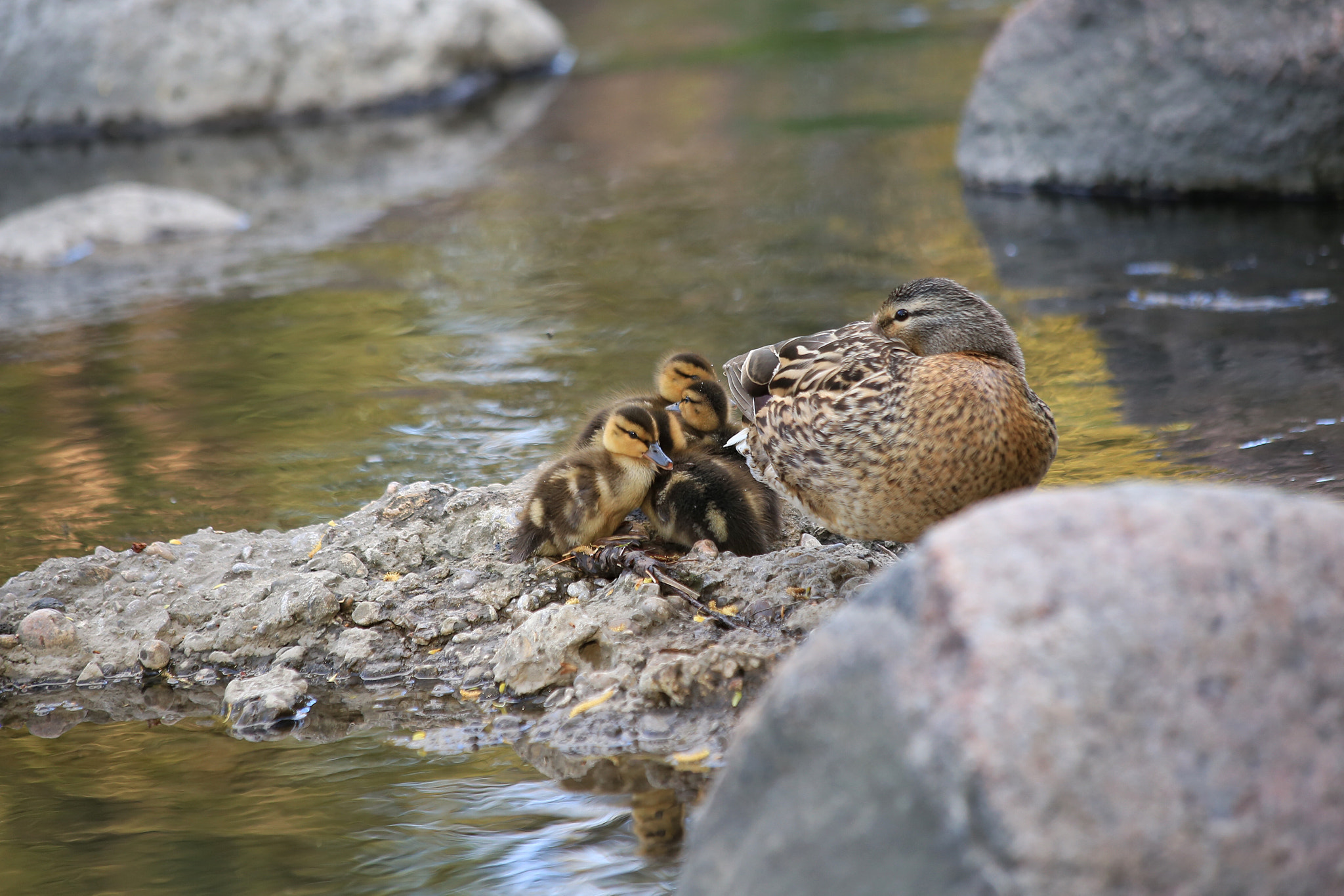 Canon EF 70-300mm F4-5.6 IS USM sample photo