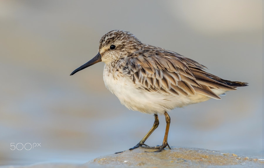 Nikon D800 + Sigma 500mm F4.5 EX DG HSM sample photo. Dunlin photography