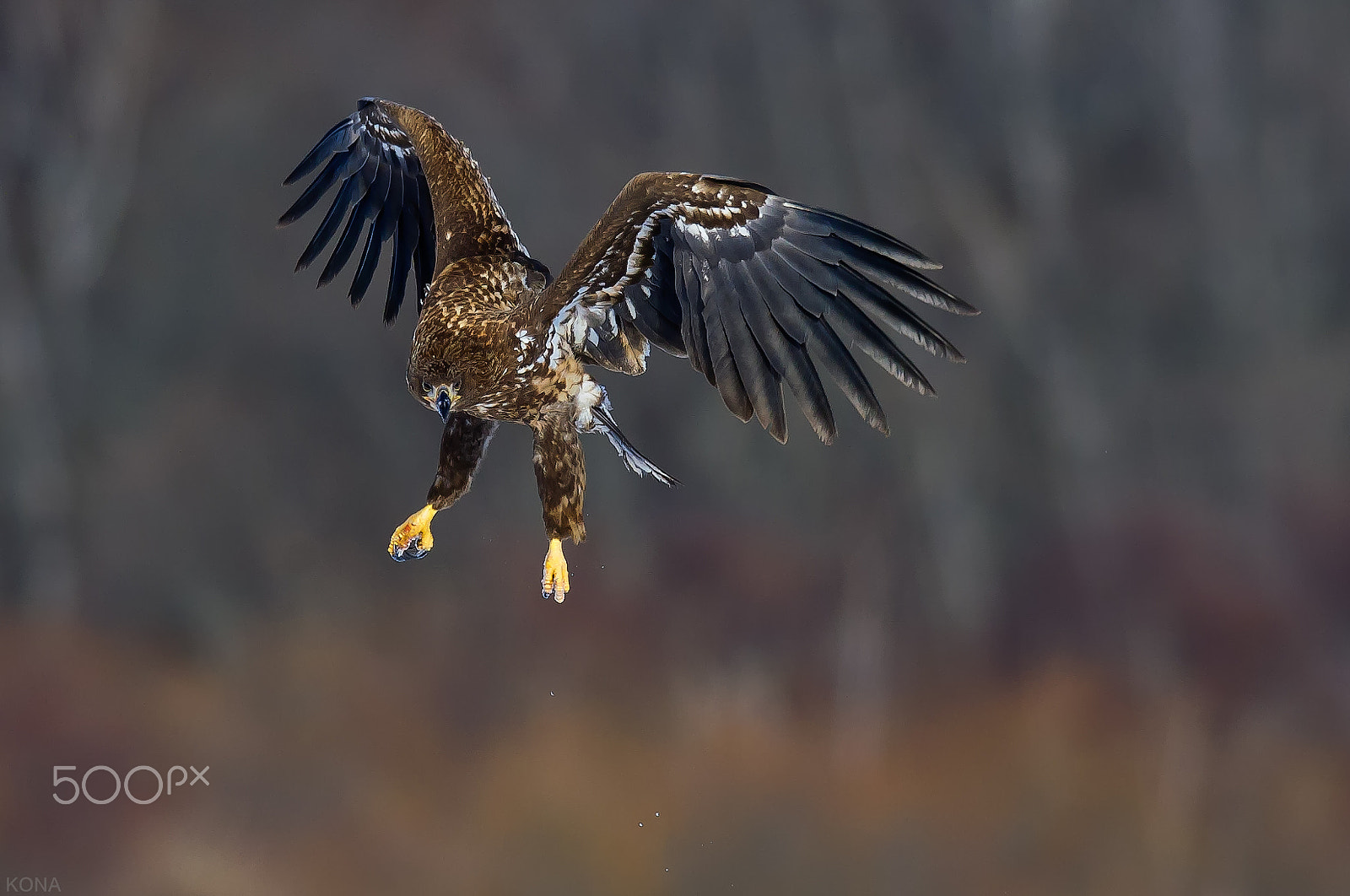 Nikon D3 + Nikon AF-S Nikkor 400mm F2.8G ED VR II sample photo. オジロ鷲 photography